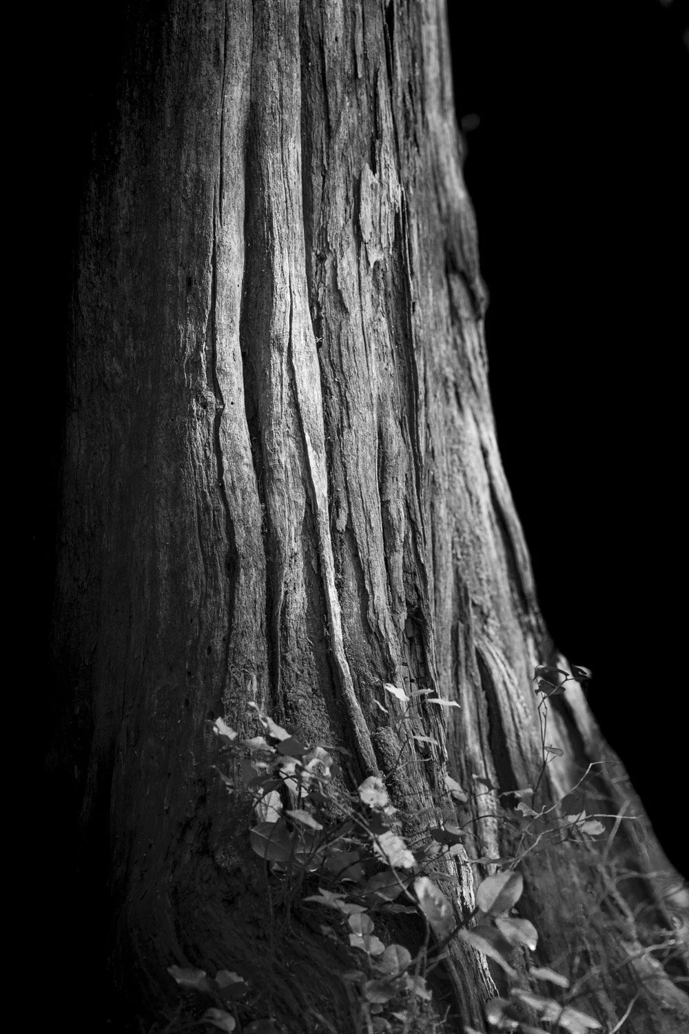 Forest Portrait 2