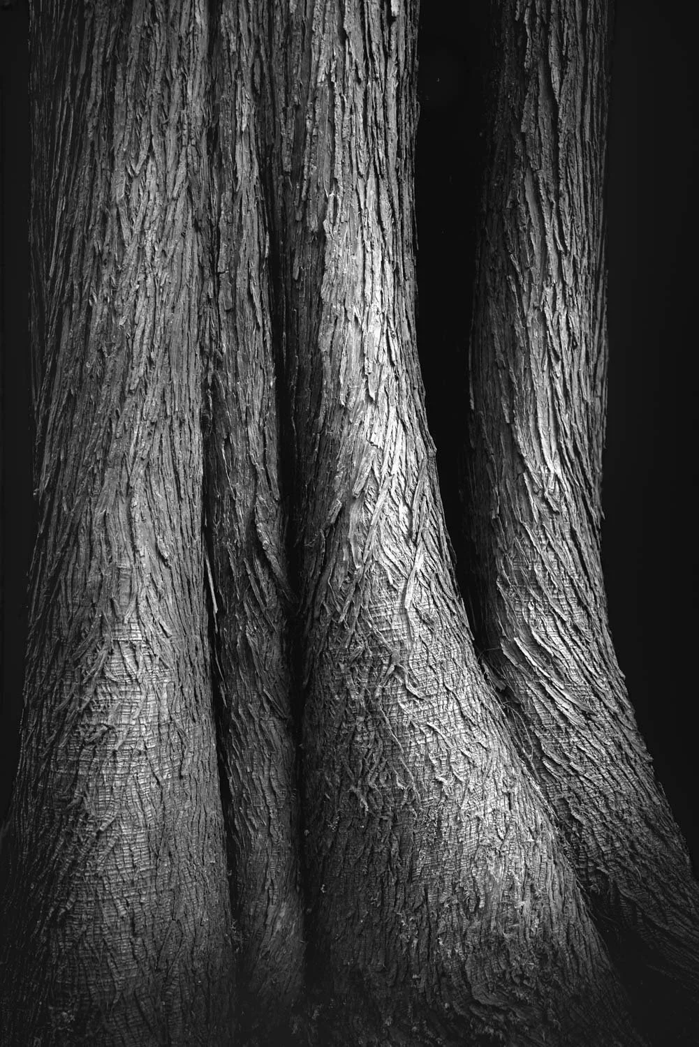 Forest Portrait 25