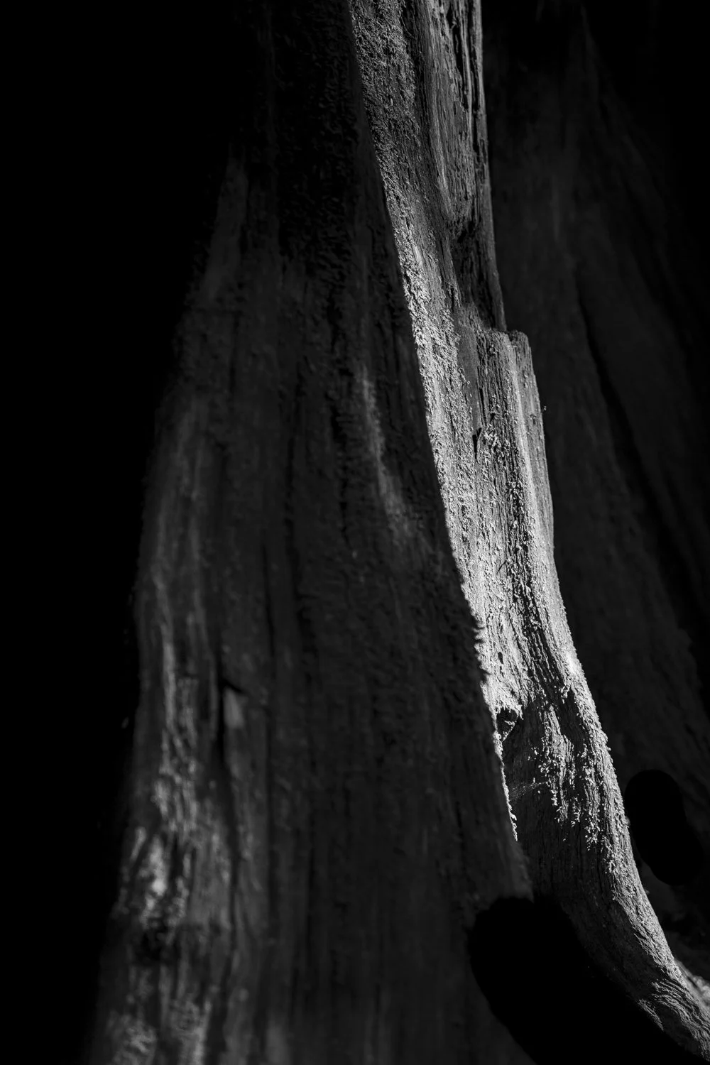 Forest Portrait 3