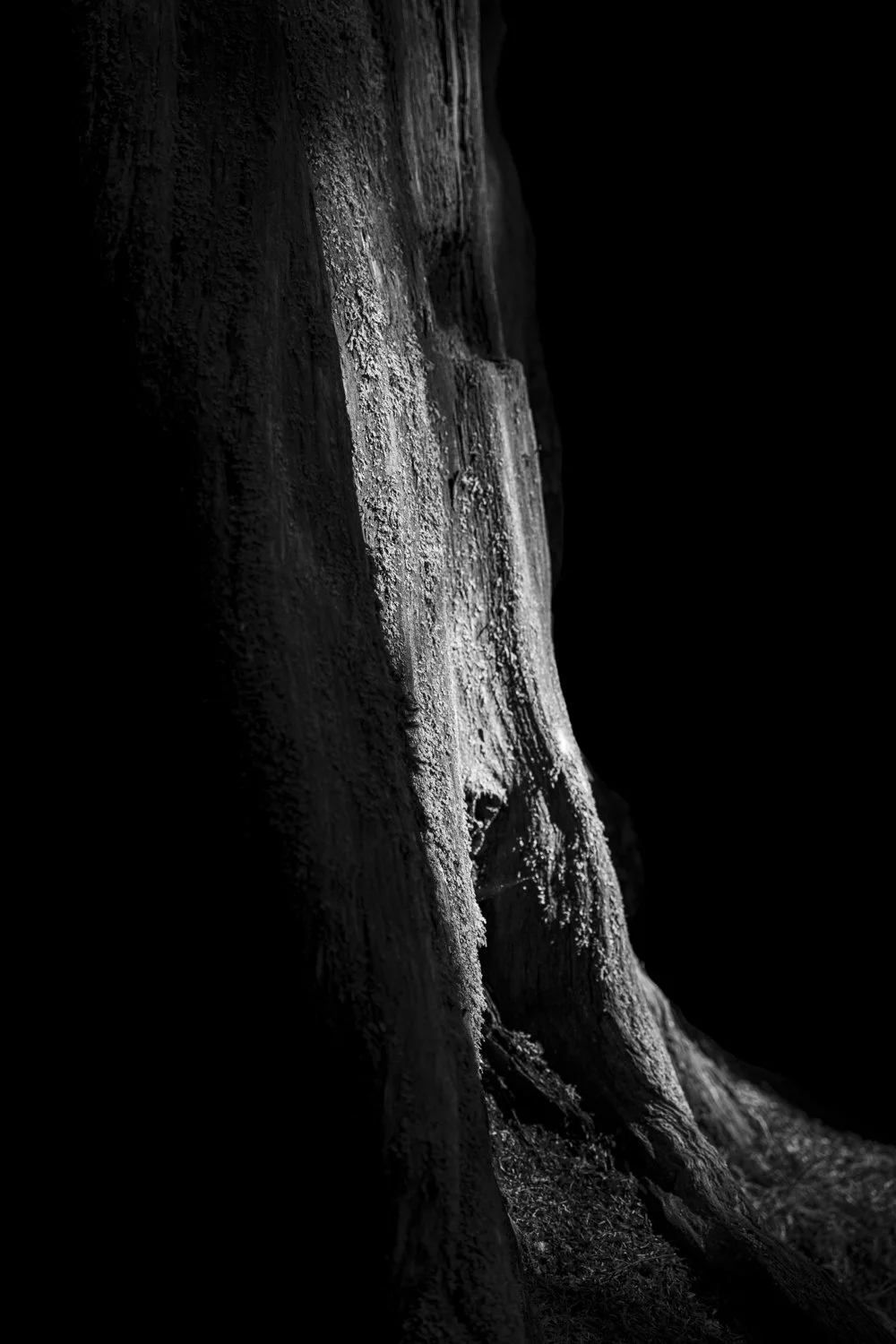 Forest Portrait 23