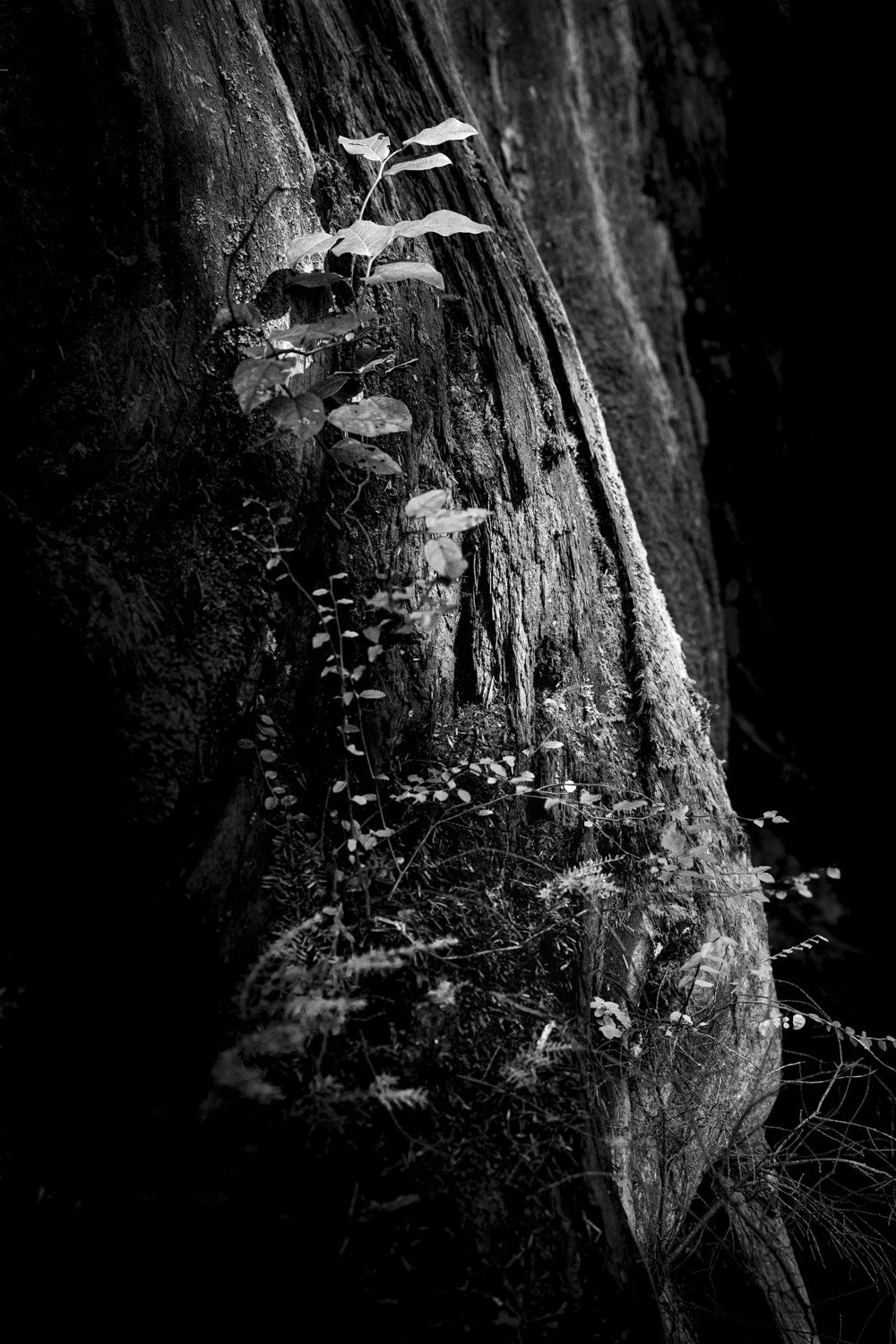 Forest Portrait 12