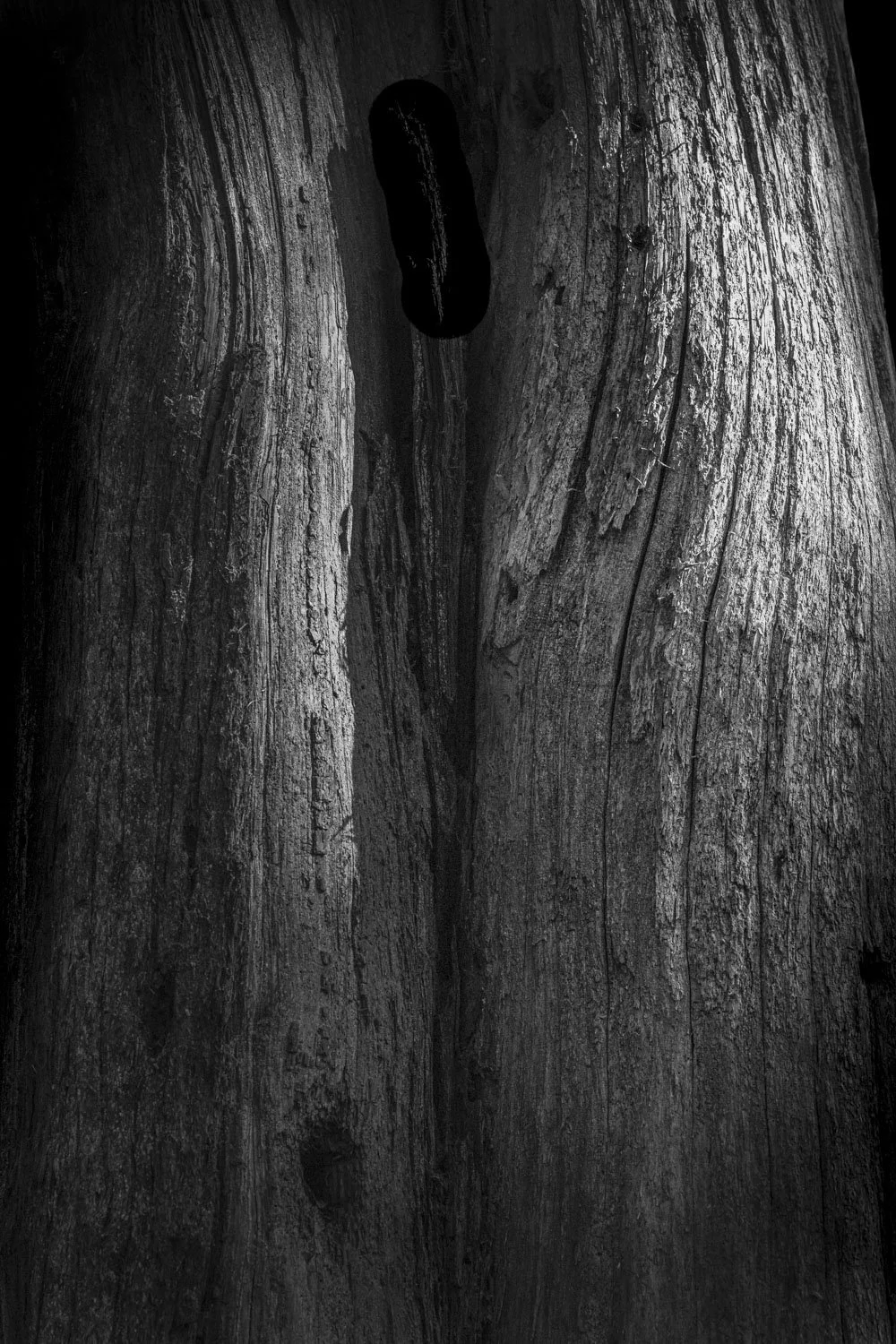 Forest Portrait 16