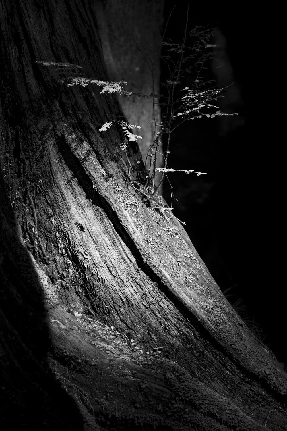 Forest Portrait 4
