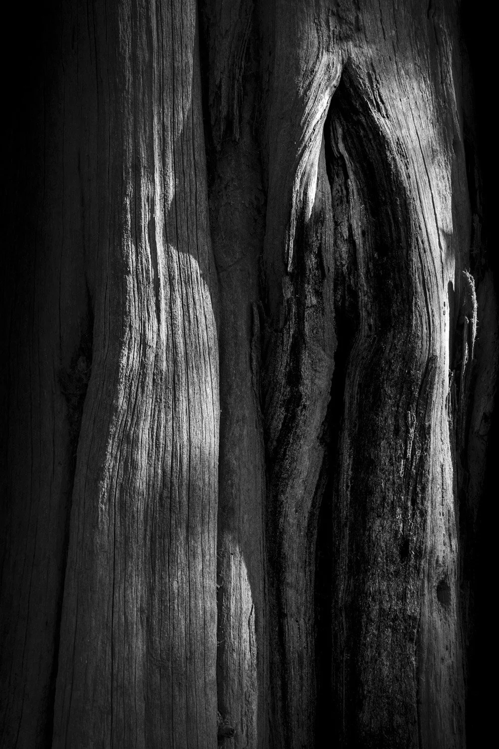Forest Portrait 24