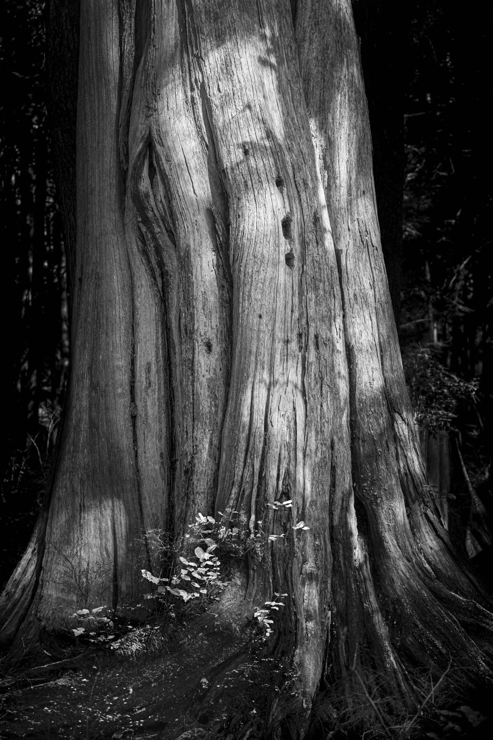Forest Portrait - Mother
