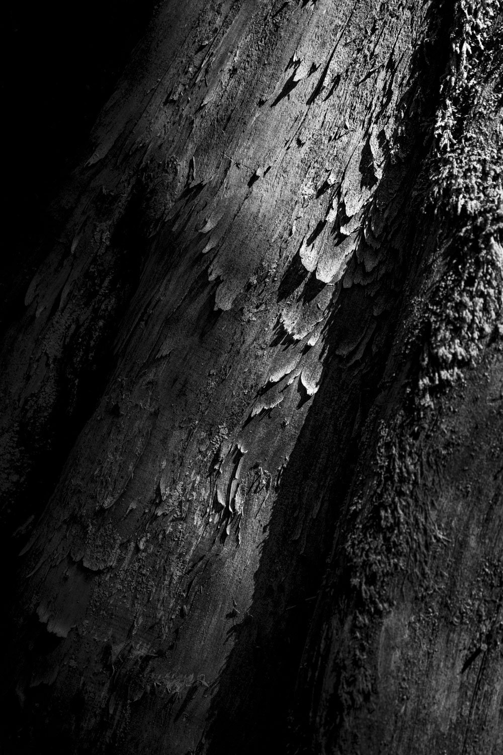 Forest Portrait 22