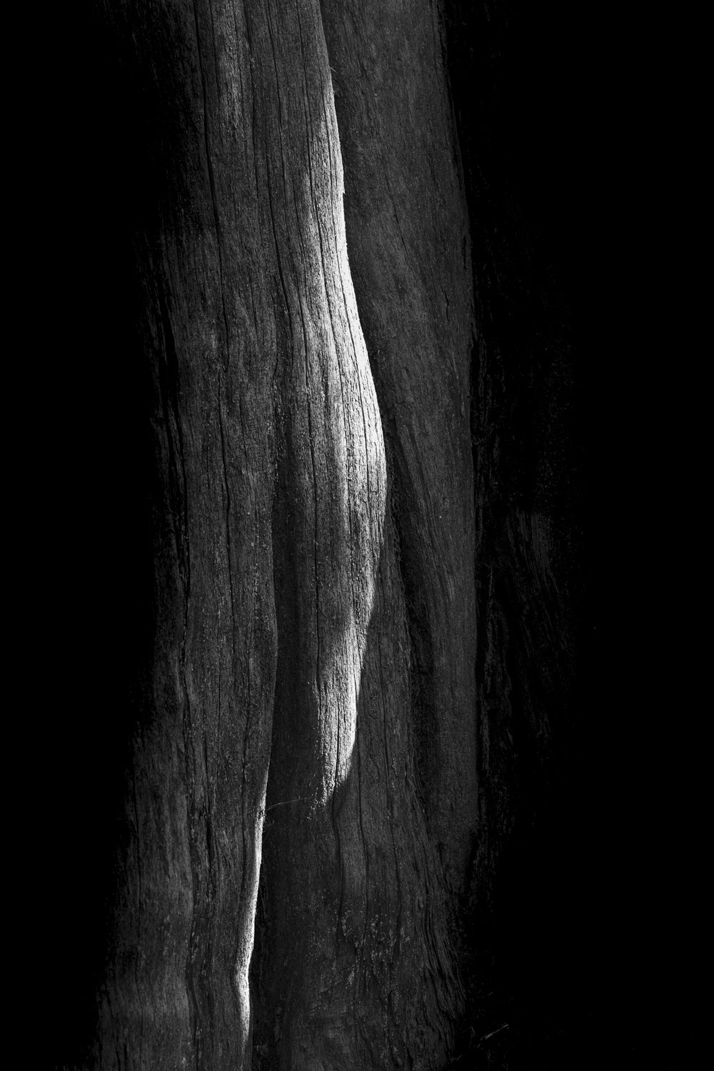Forest Portrait 18