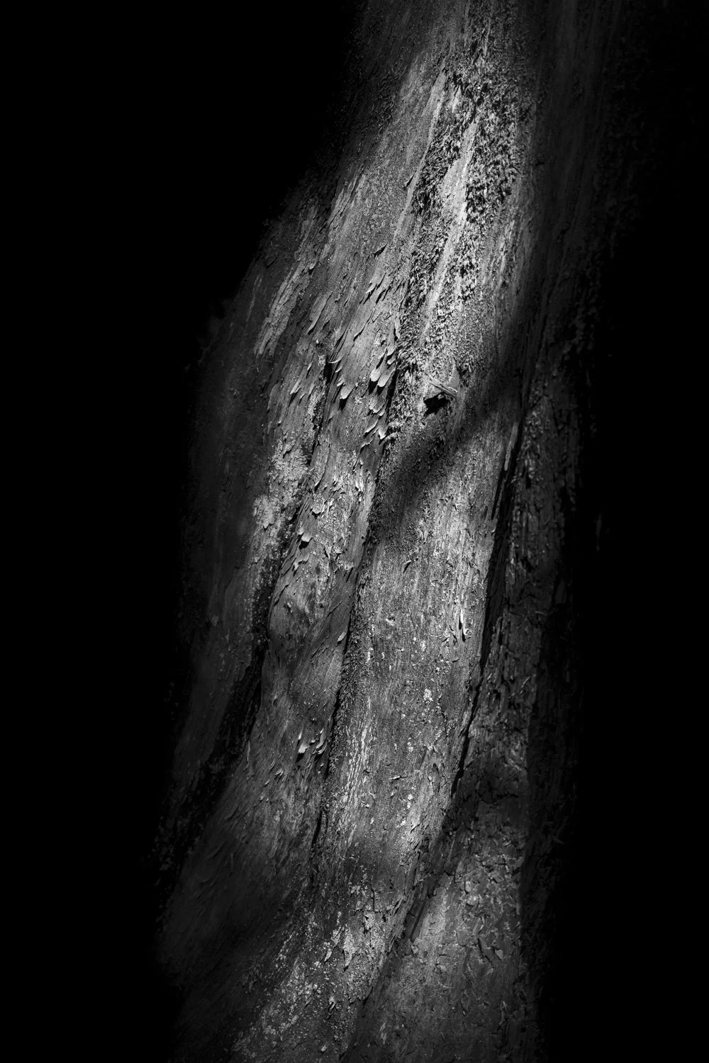 Forest Portrait 21