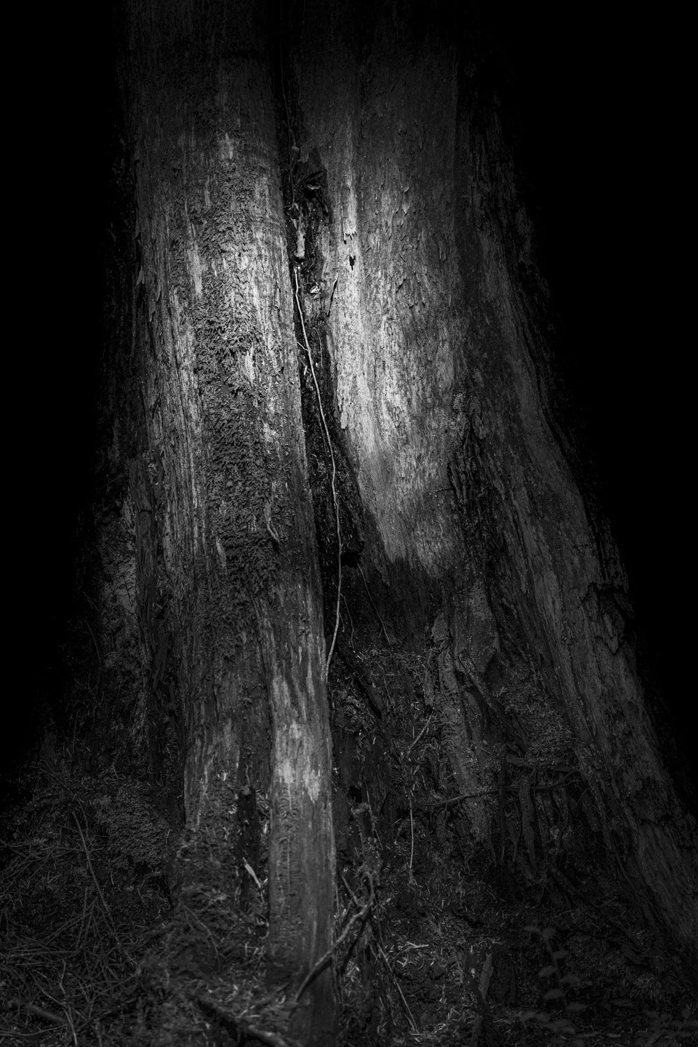 Forest Portrait 9