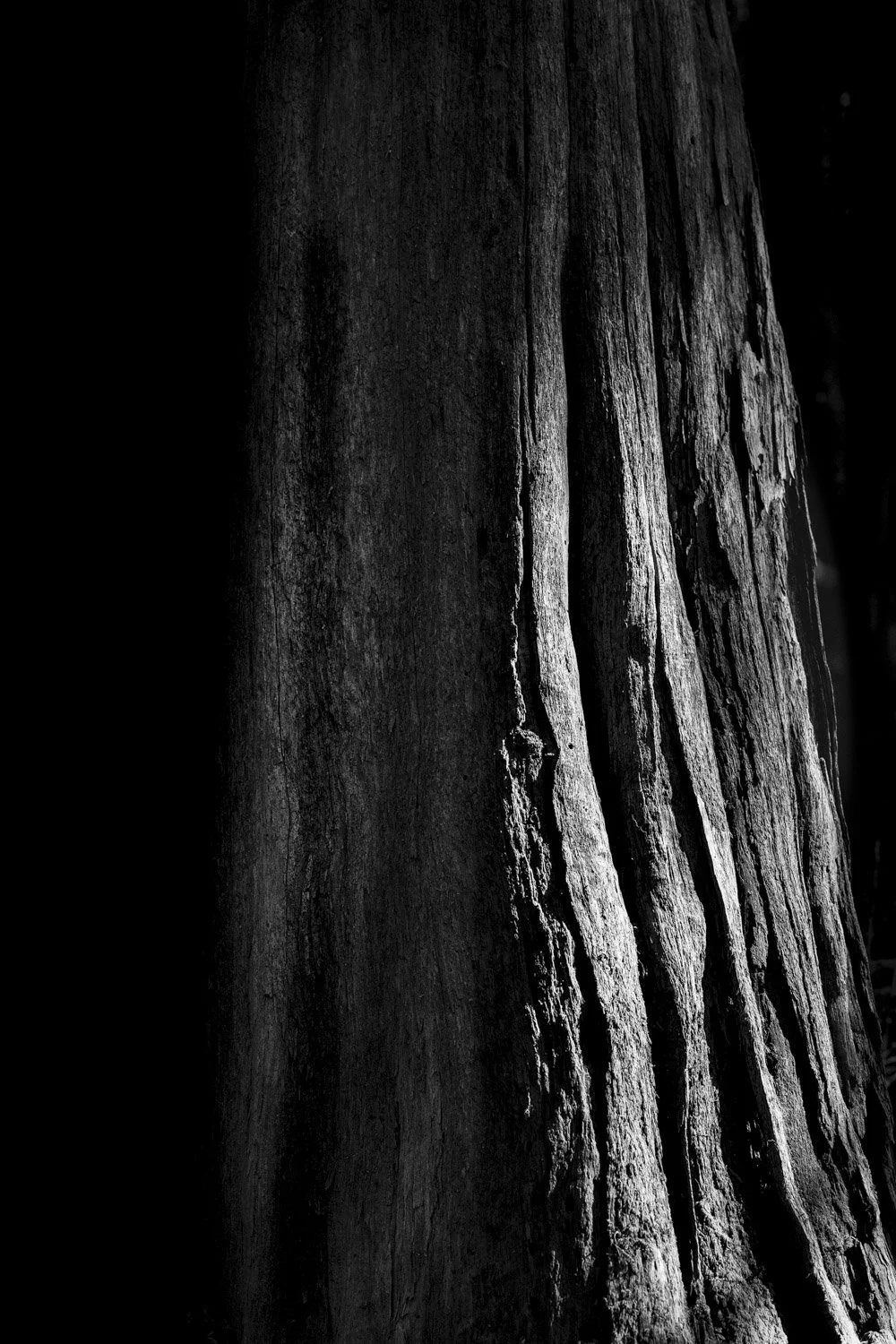Forest Portrait 15