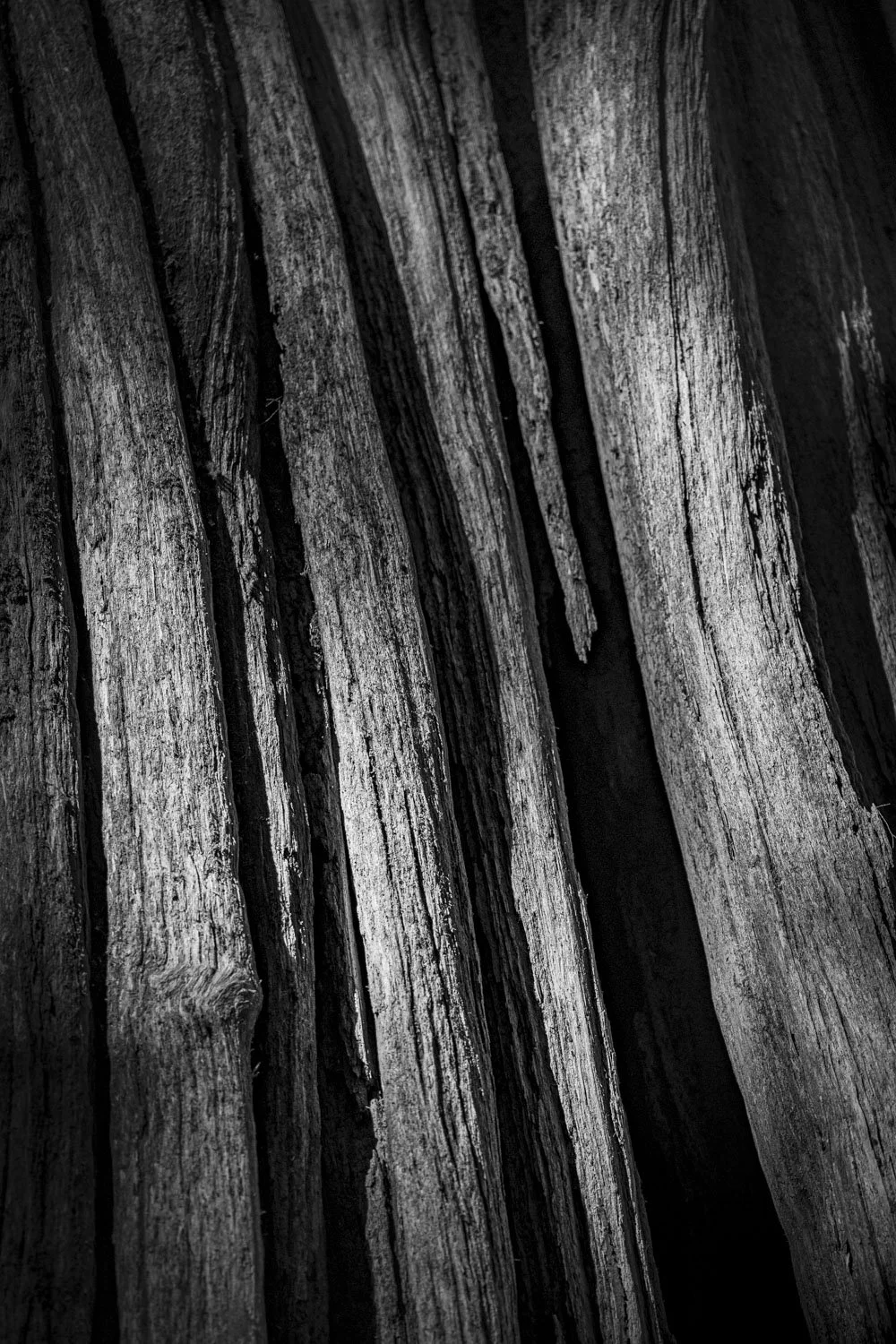 Forest Portrait 7