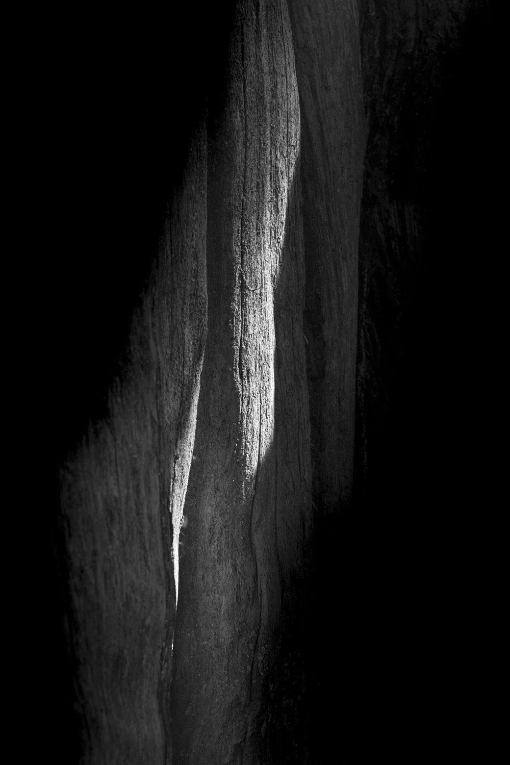 Forest Portrait 17