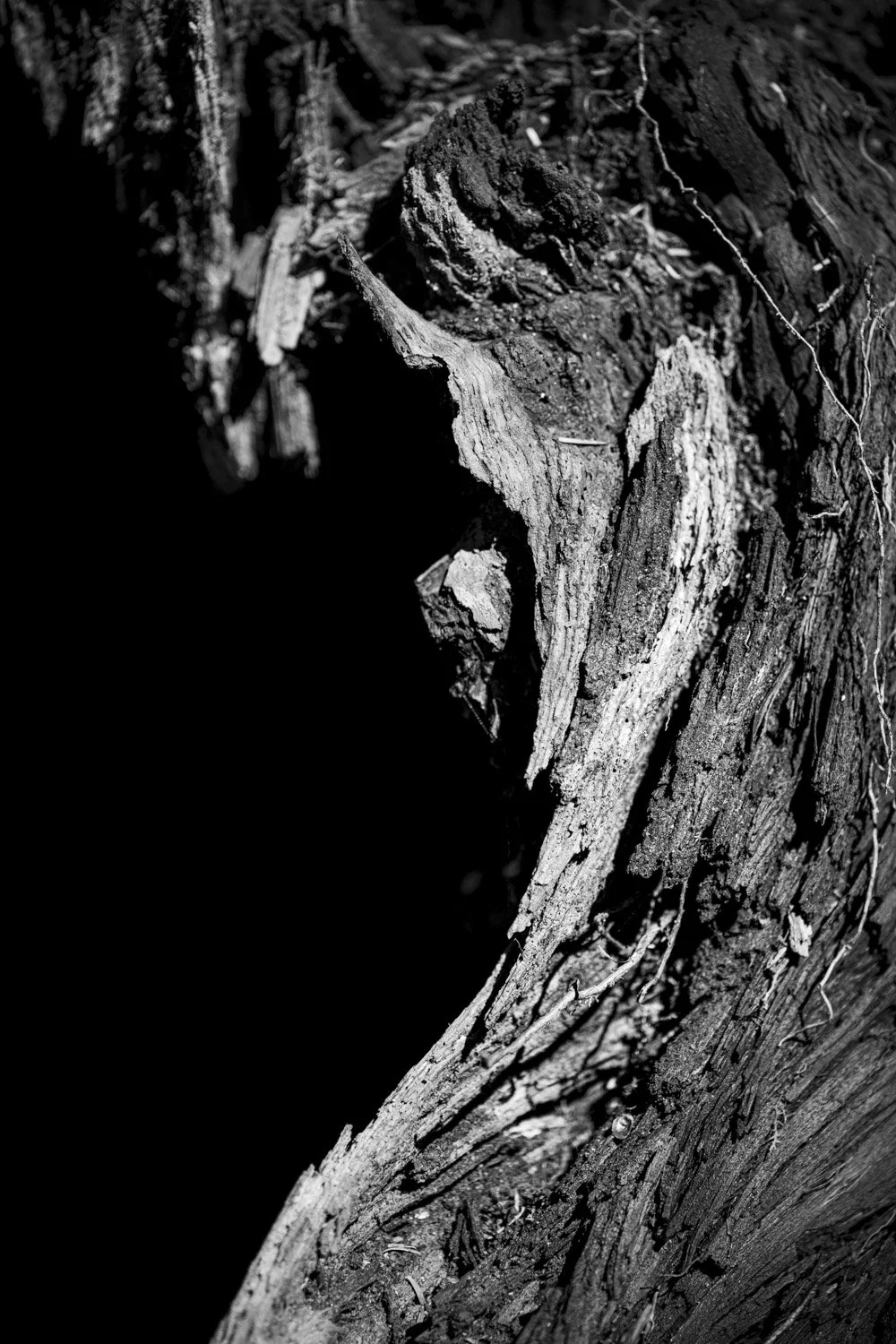 Forest Portrait 10
