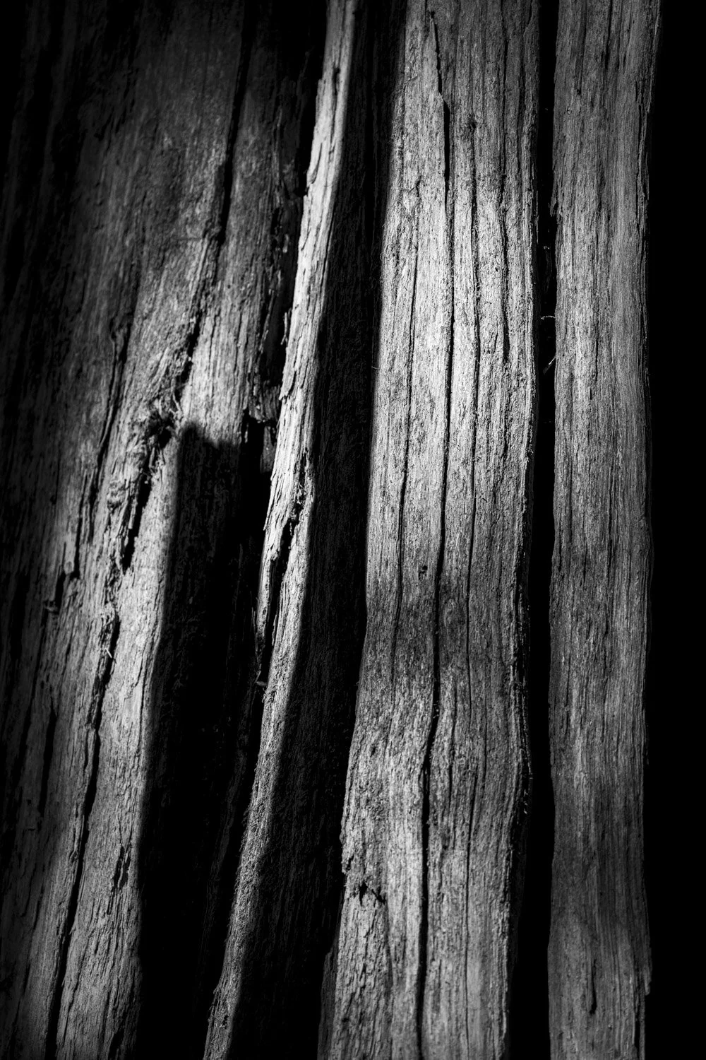 Forest Portrait 5