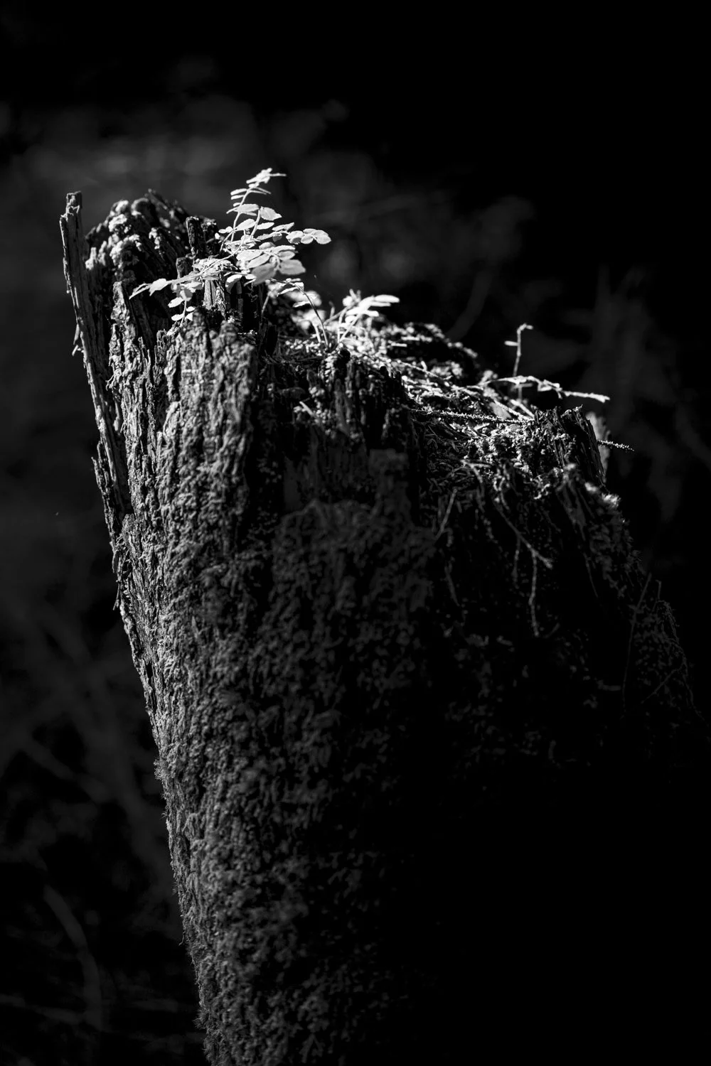 Forest Portrait 11
