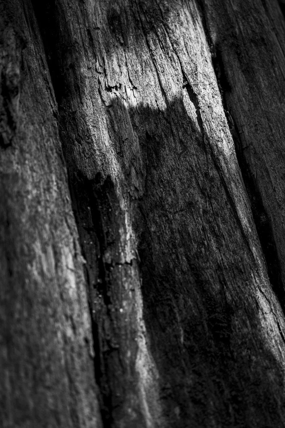 Forest Portrait - Owl