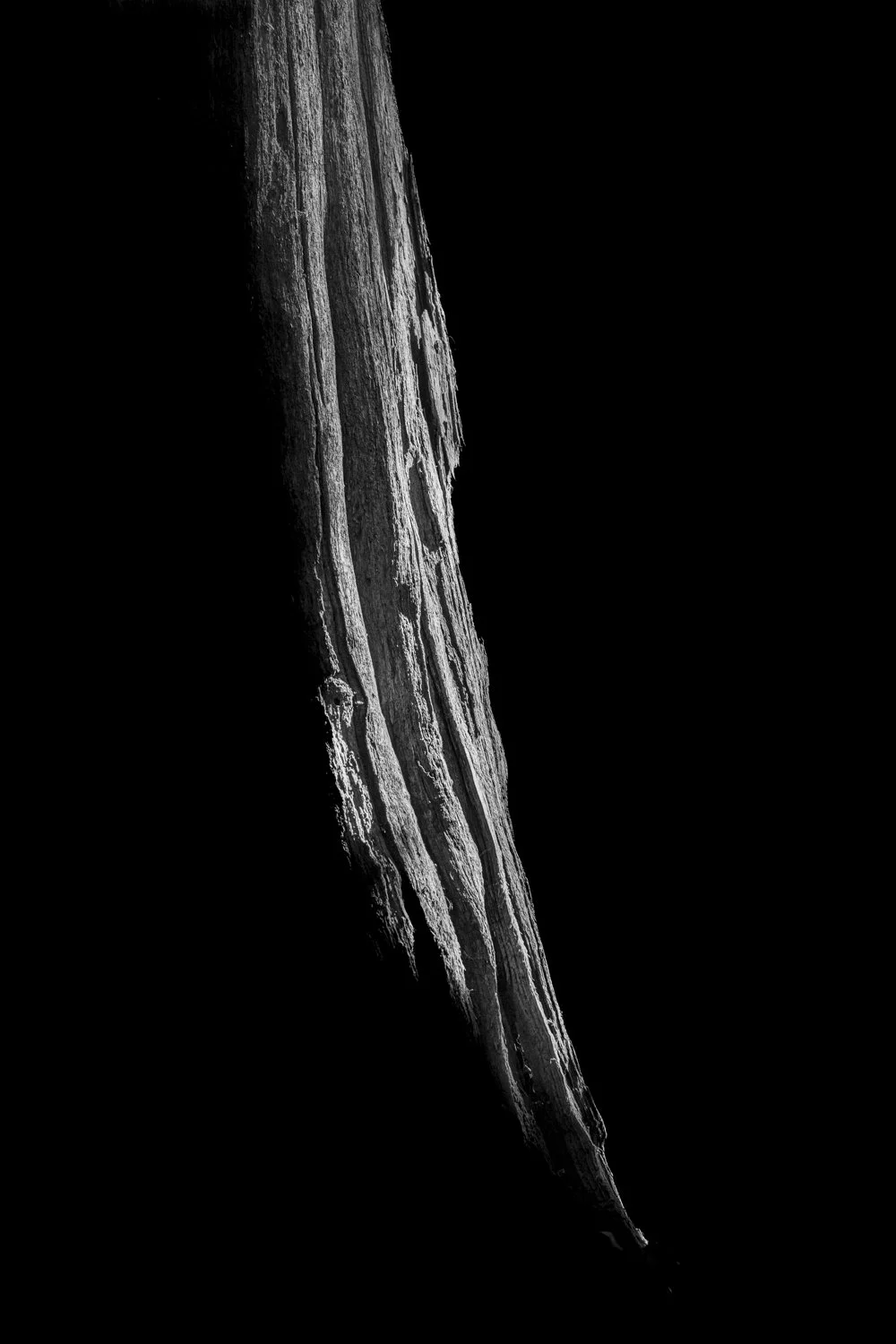 Forest Portrait 1