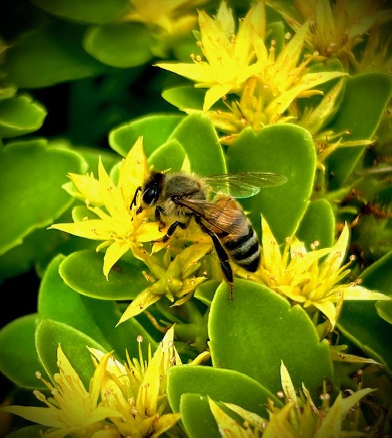 Organic Gardening is a Sustainable Win for Local Ecosystems