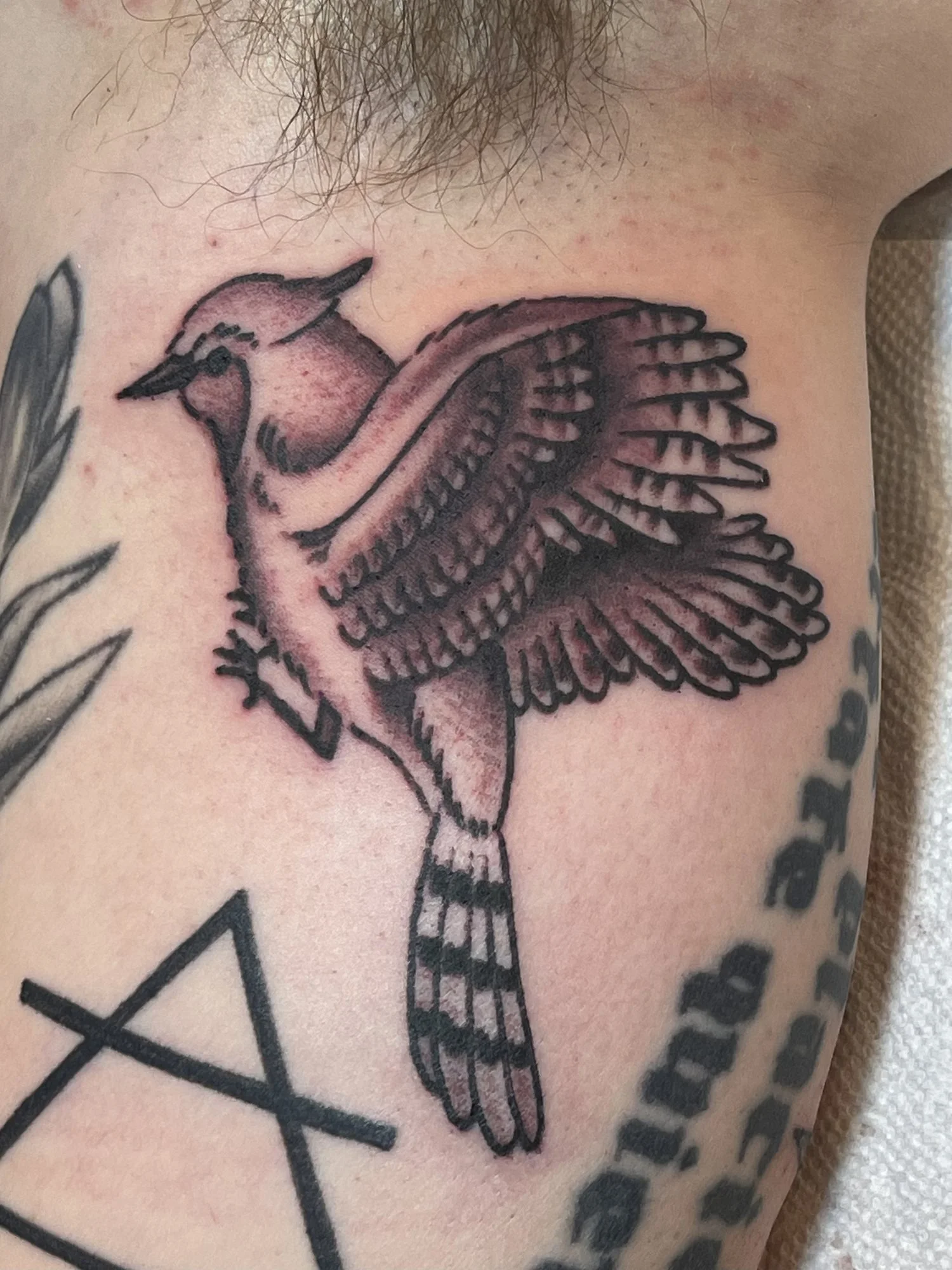 Black and grey blue jay tattoo on a chest.jpg