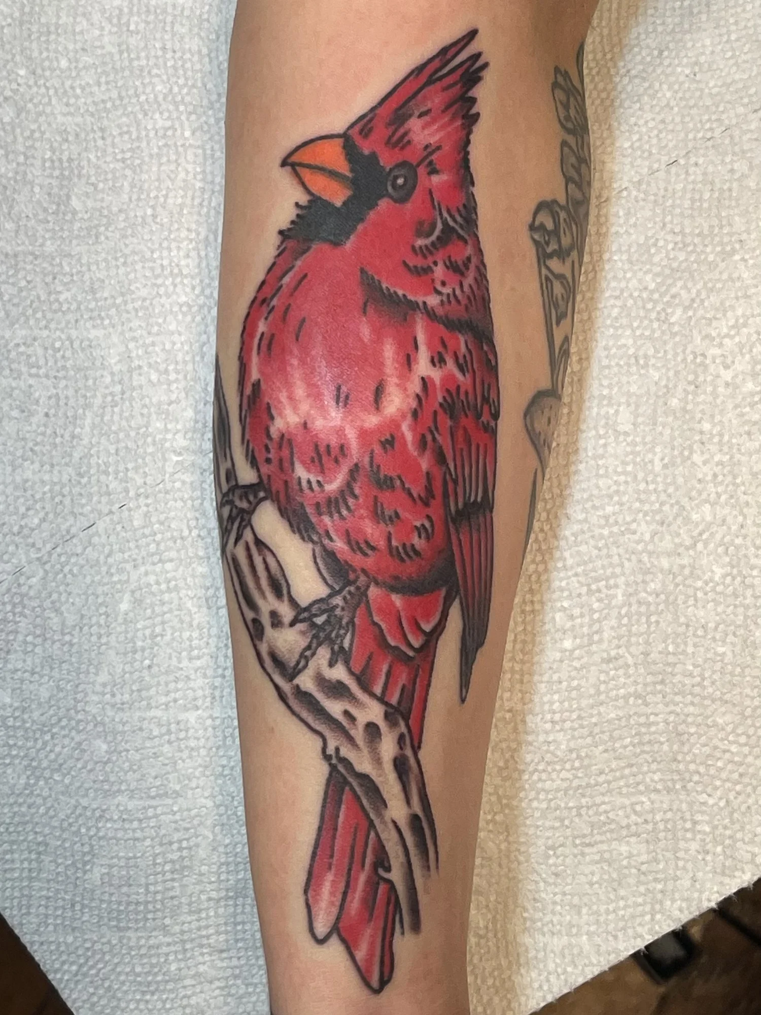 Traditional red cardinal tattoo on an arm.jpg