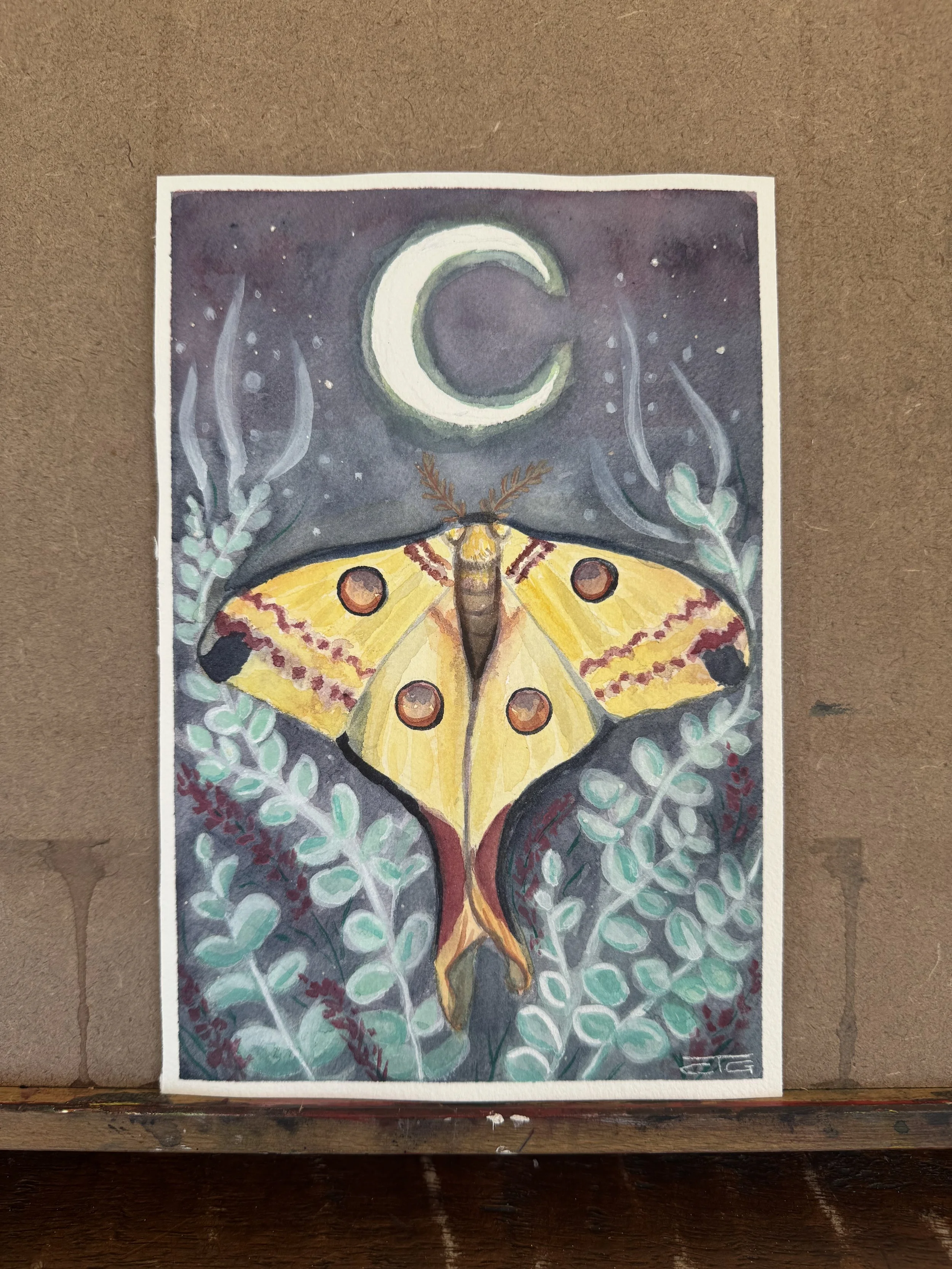 Madagascar Moon Moth