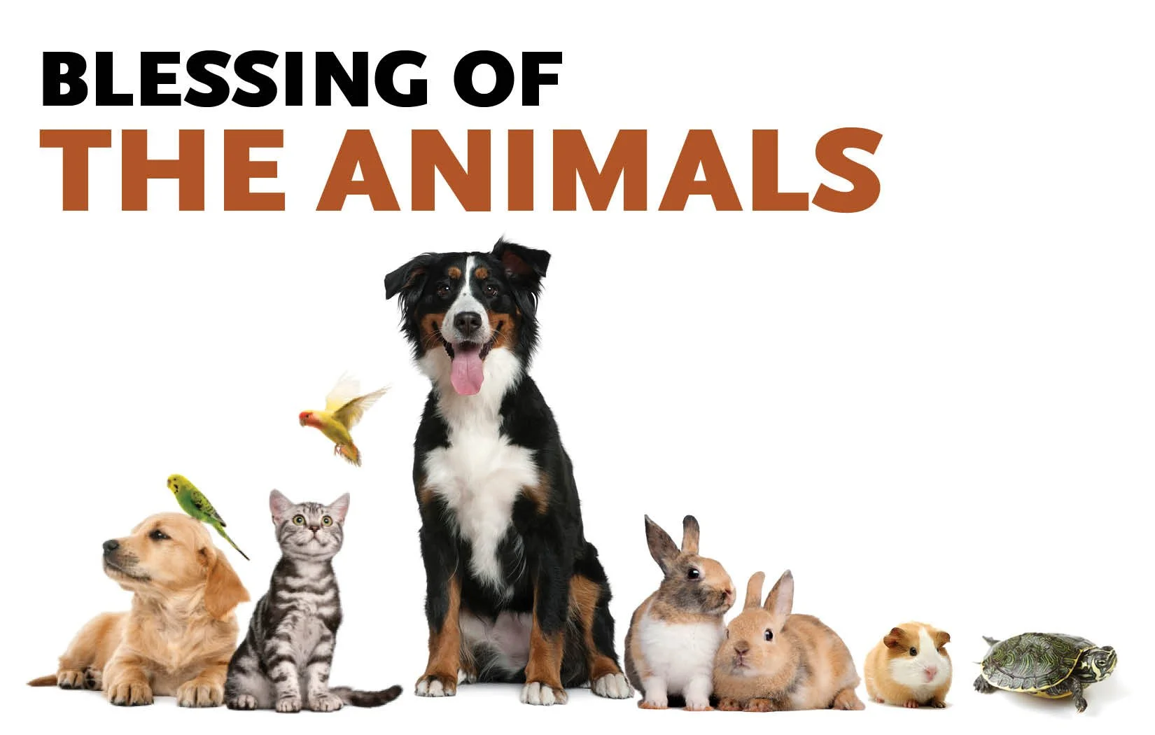 Blessing of the Animals