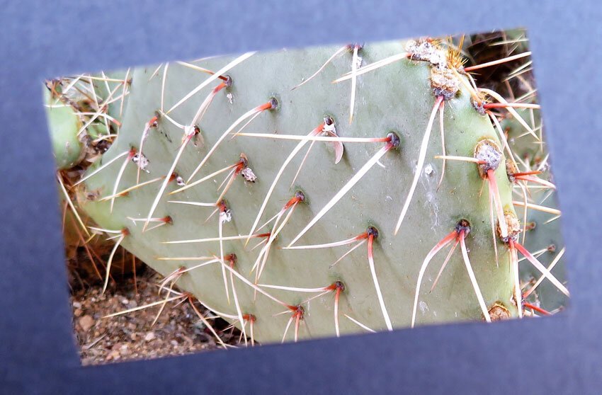 Looking through the Child’s Eye