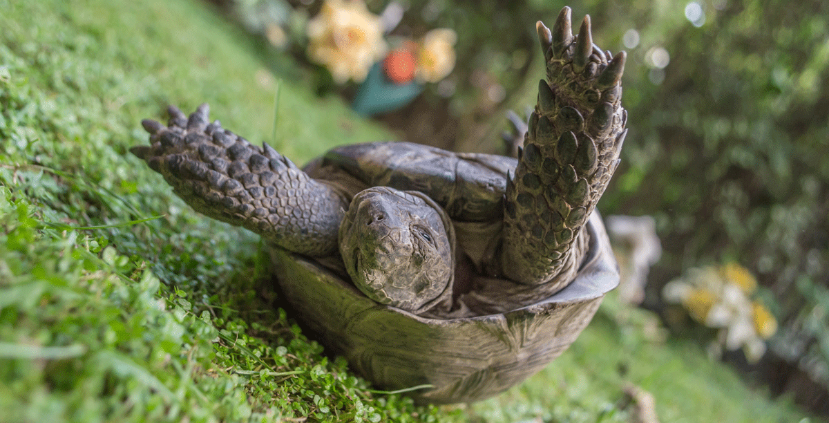 What Happens When Life "Turns Turtle"