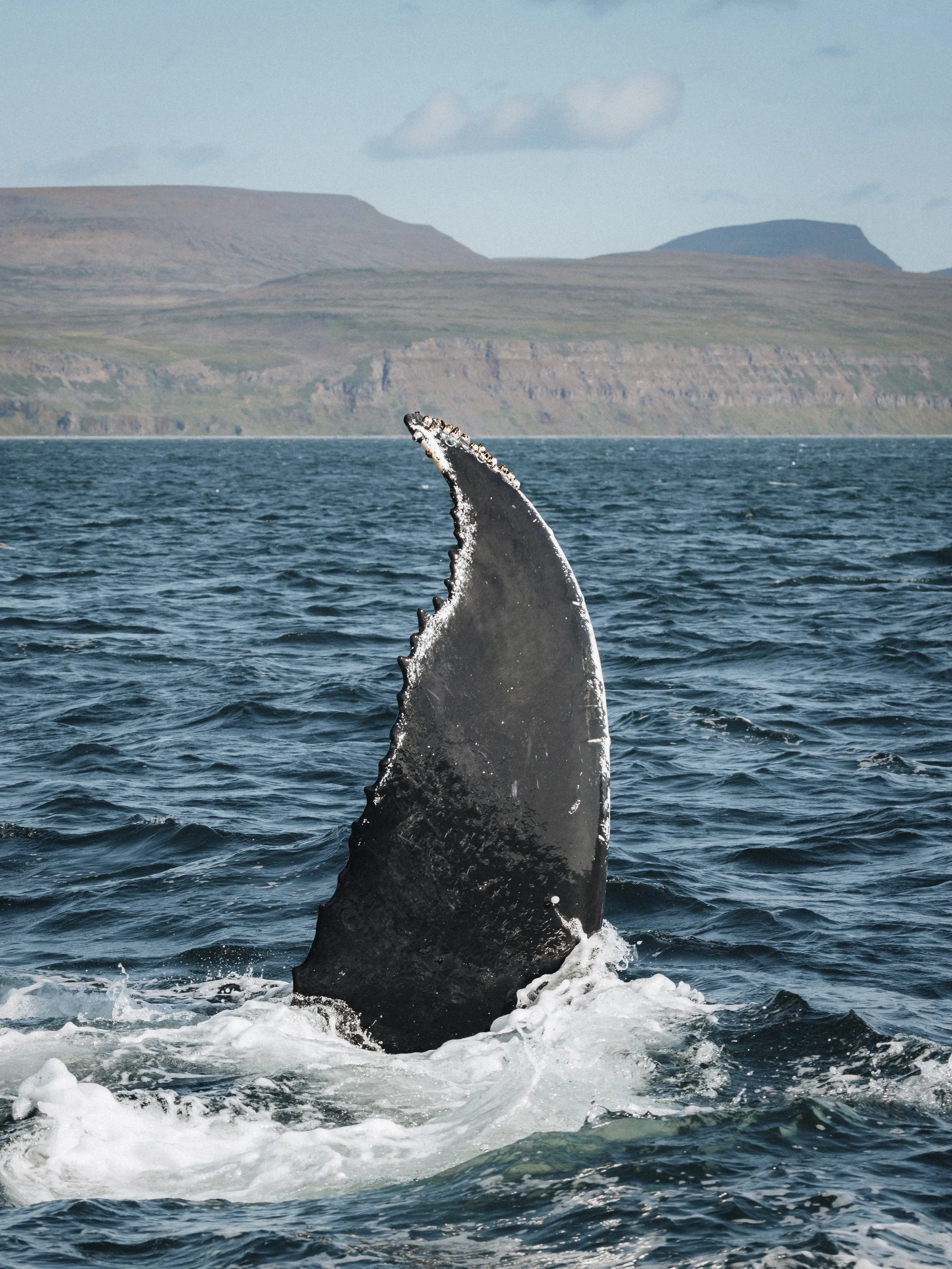 whales-9.jpeg