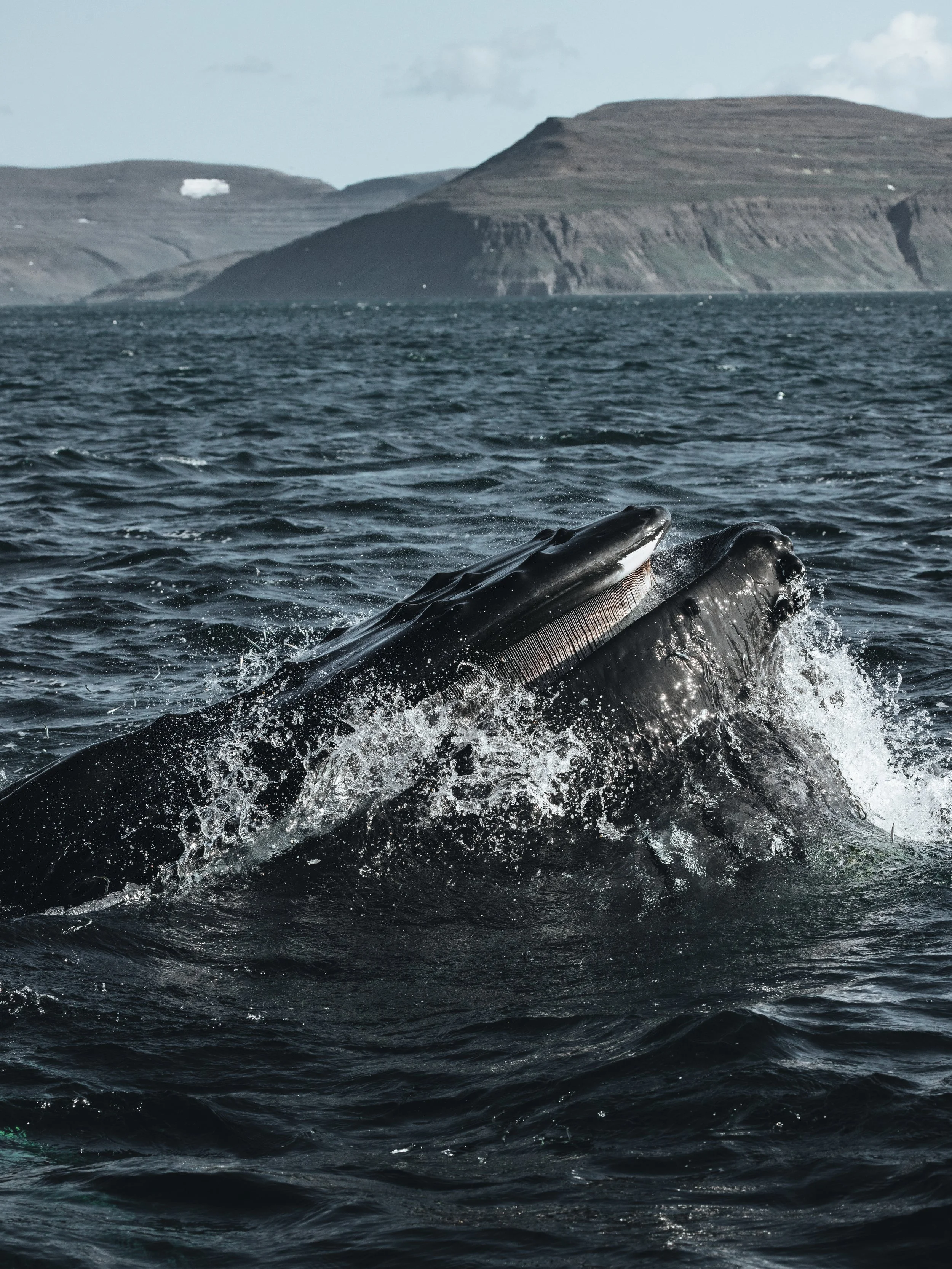 whales-7.jpeg