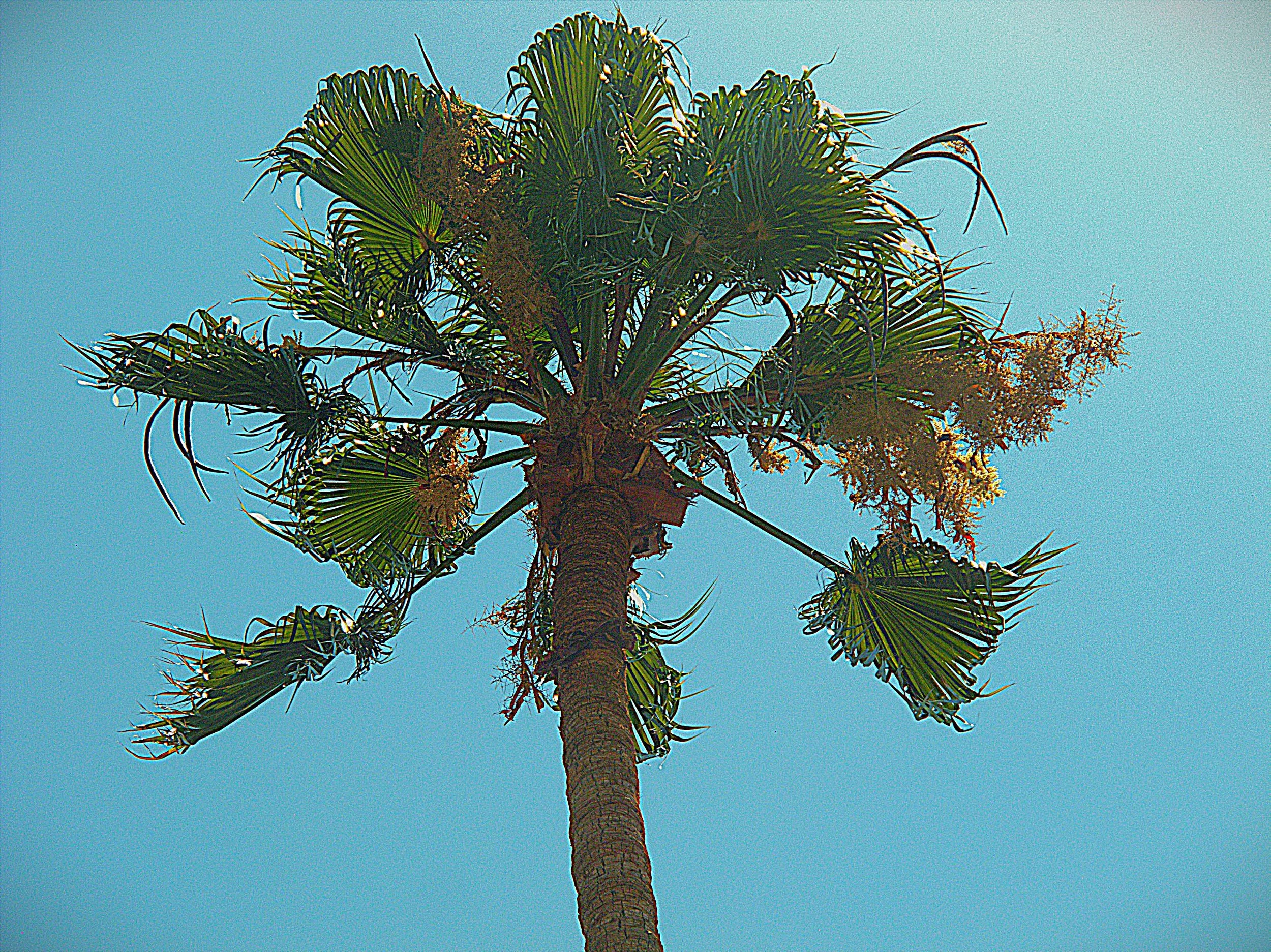 sole palm sharp 3.jpg