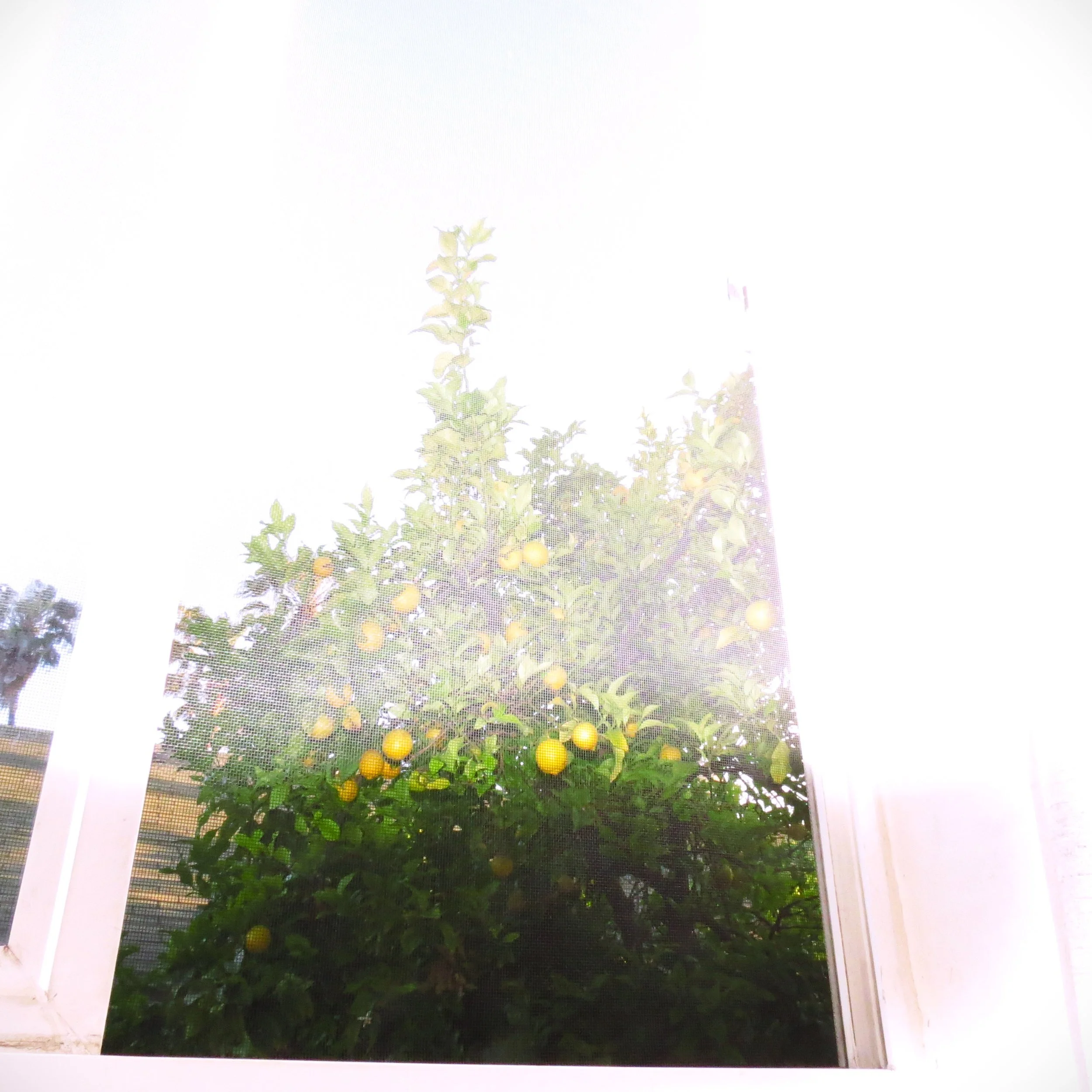 lemon tree edit 1.JPG