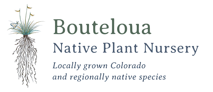 Bouteloua.webp