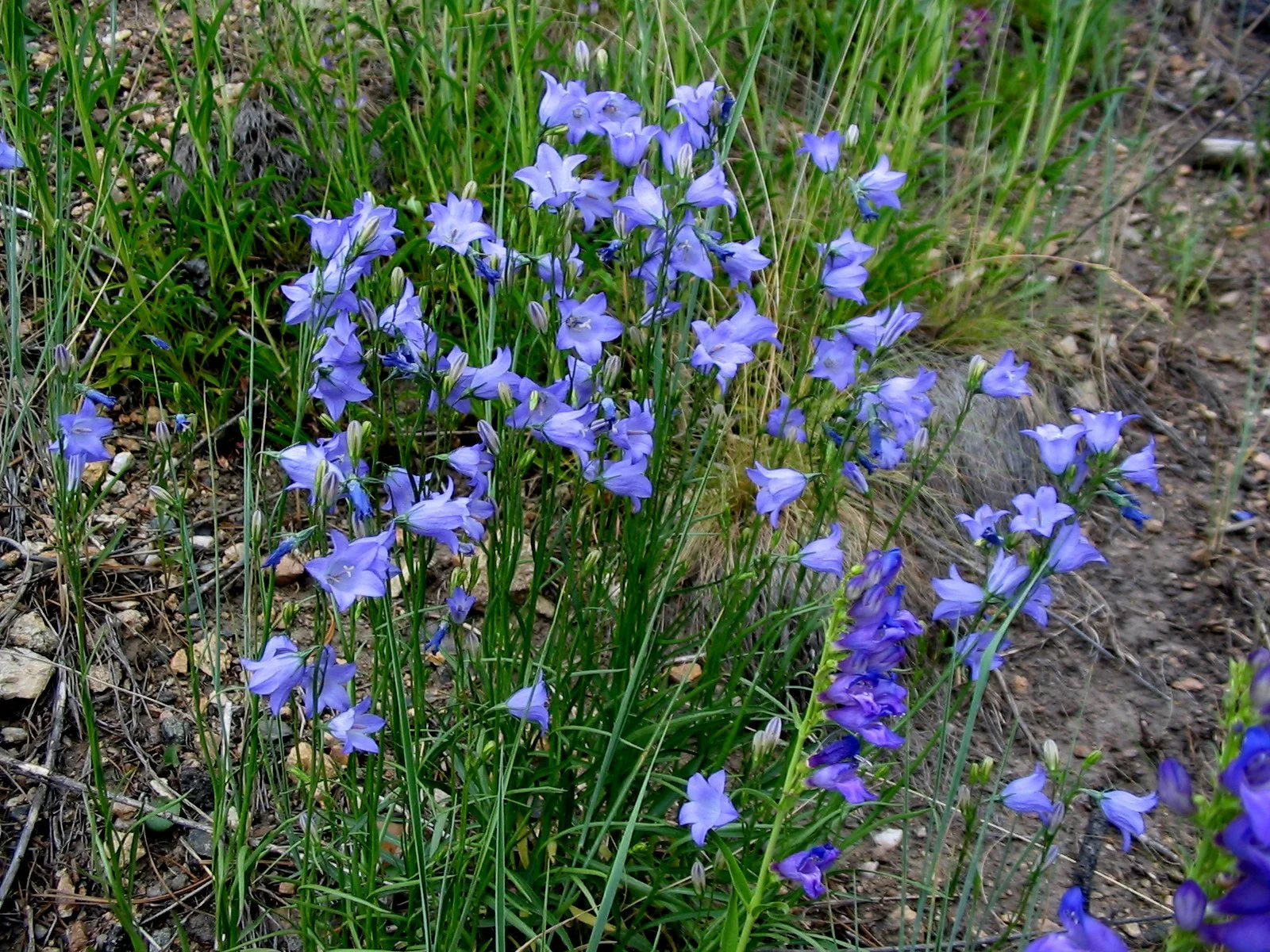 Harebells.JPG