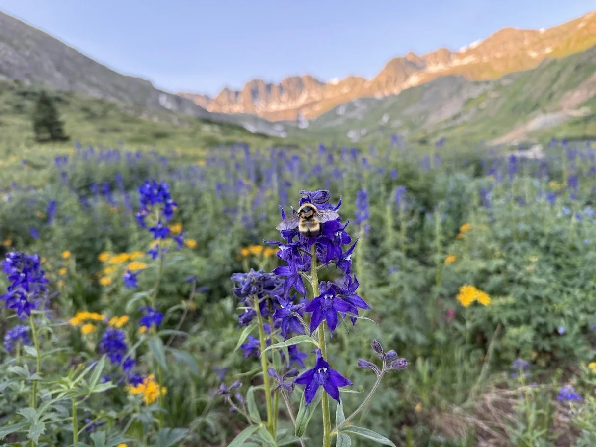 bumble bee on delphinium