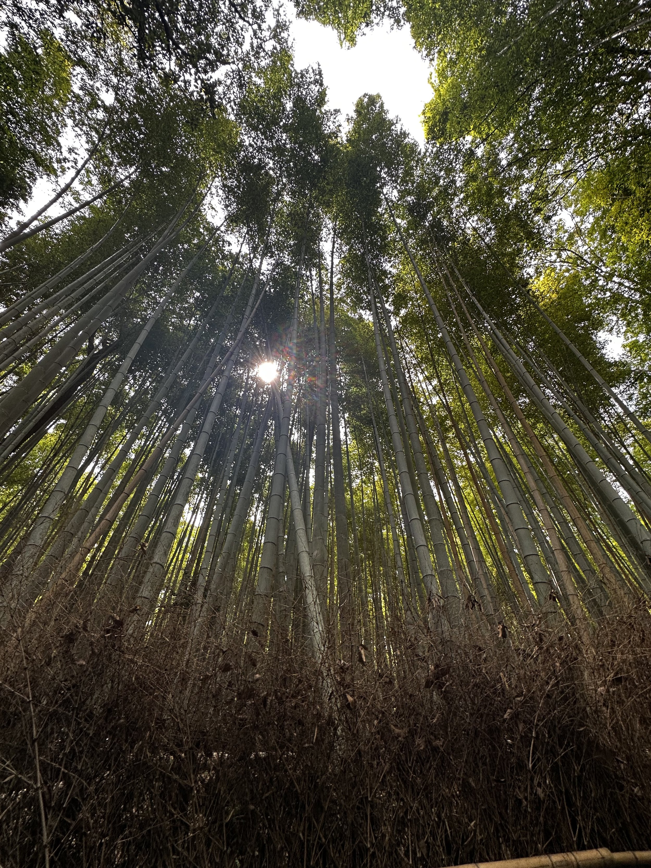 Bamboo Forest Arashiyama, Kyoto
