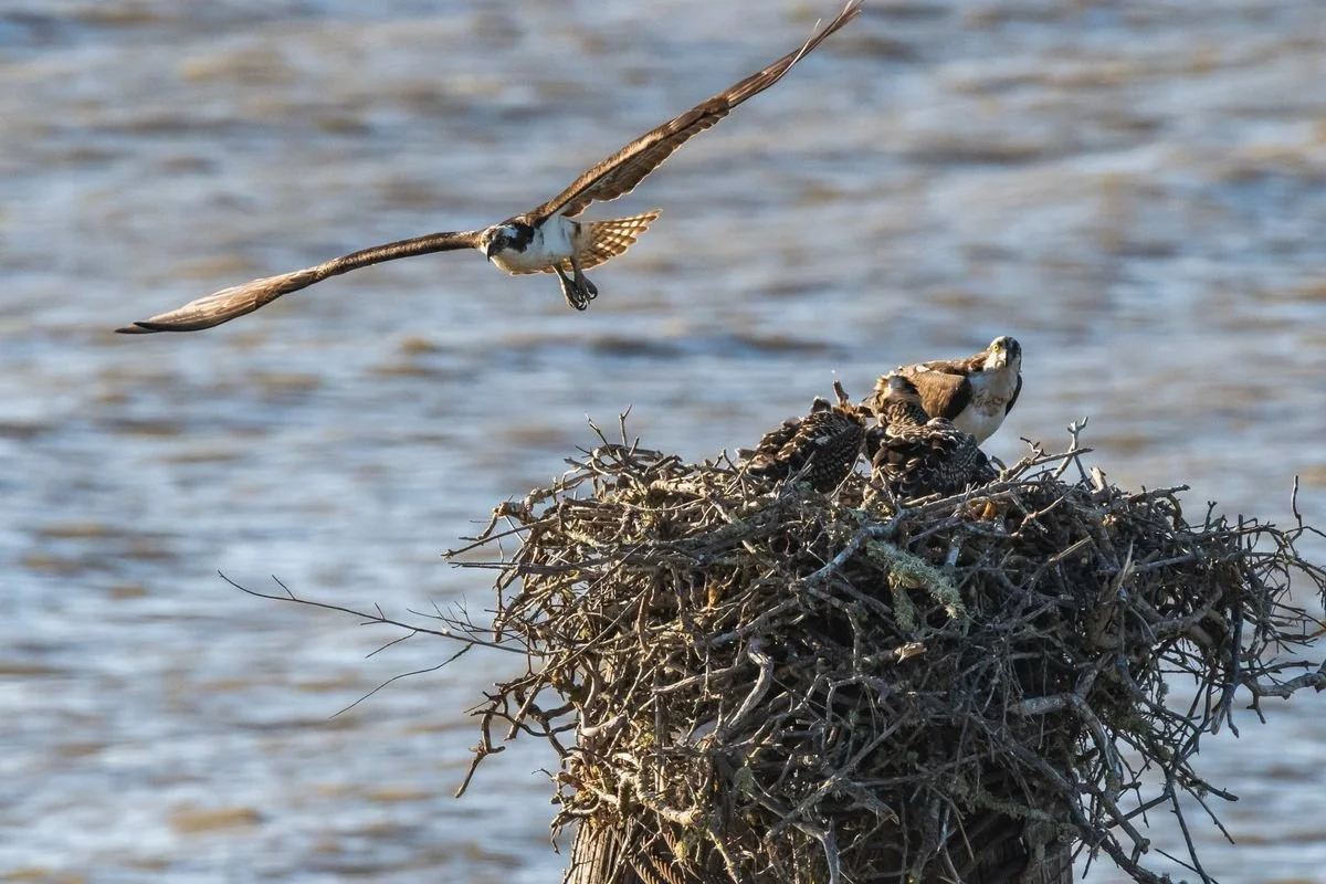 An adult osprey flies past a large stick nest where a second adult stands over two chicks, above open water.