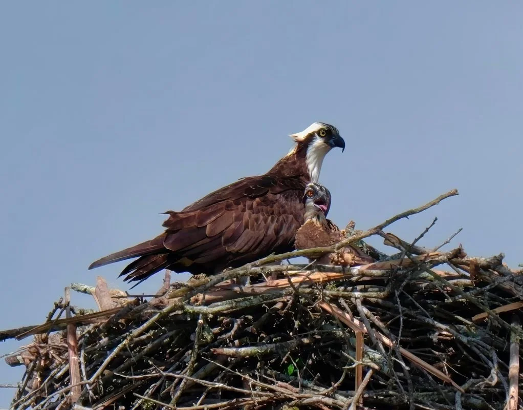 An adult osprey stands on a stick nest against a blue sky while a chick beside it calls with its bill open.
