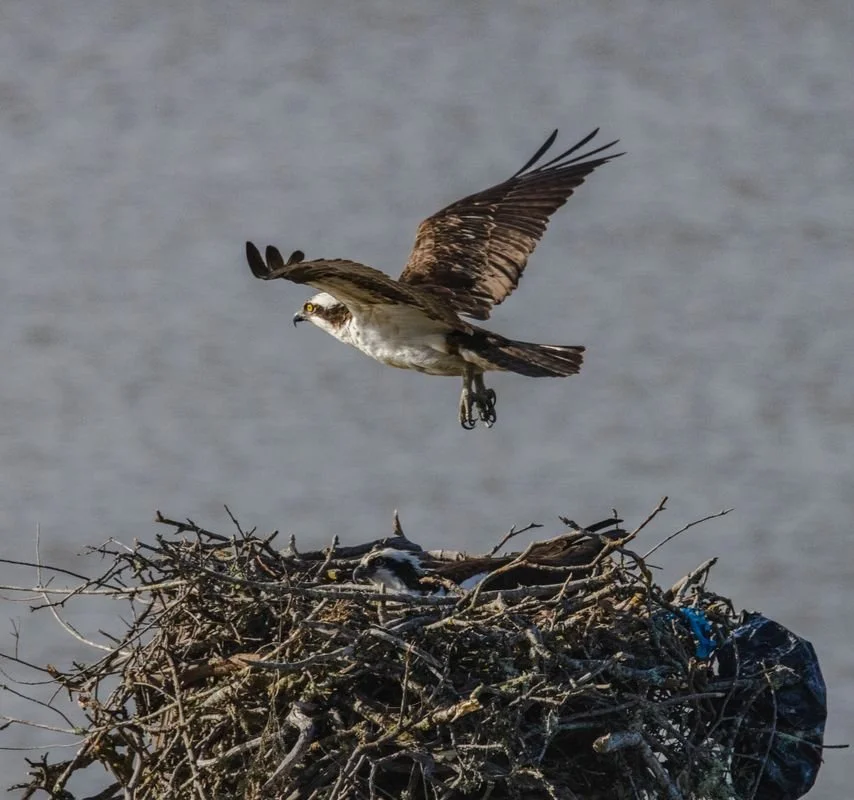An osprey lifts off from its nest with empty talons. A second bird stays low in the sticks, where dark plastic sheeting is snagged.