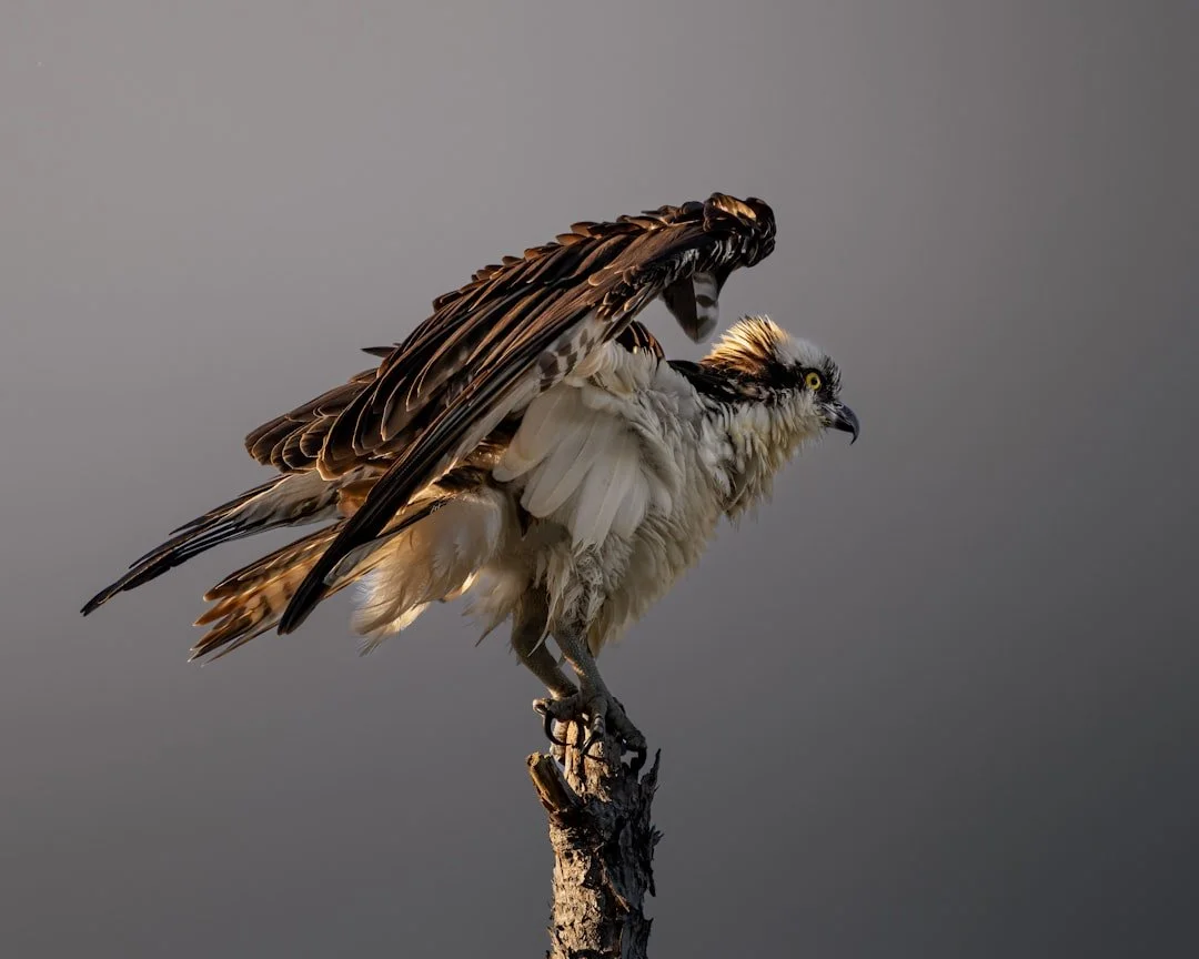 An osprey perched on a broken dead snag, wings half raised and its breast feathers loose and ruffled, against a plain grey sky.
