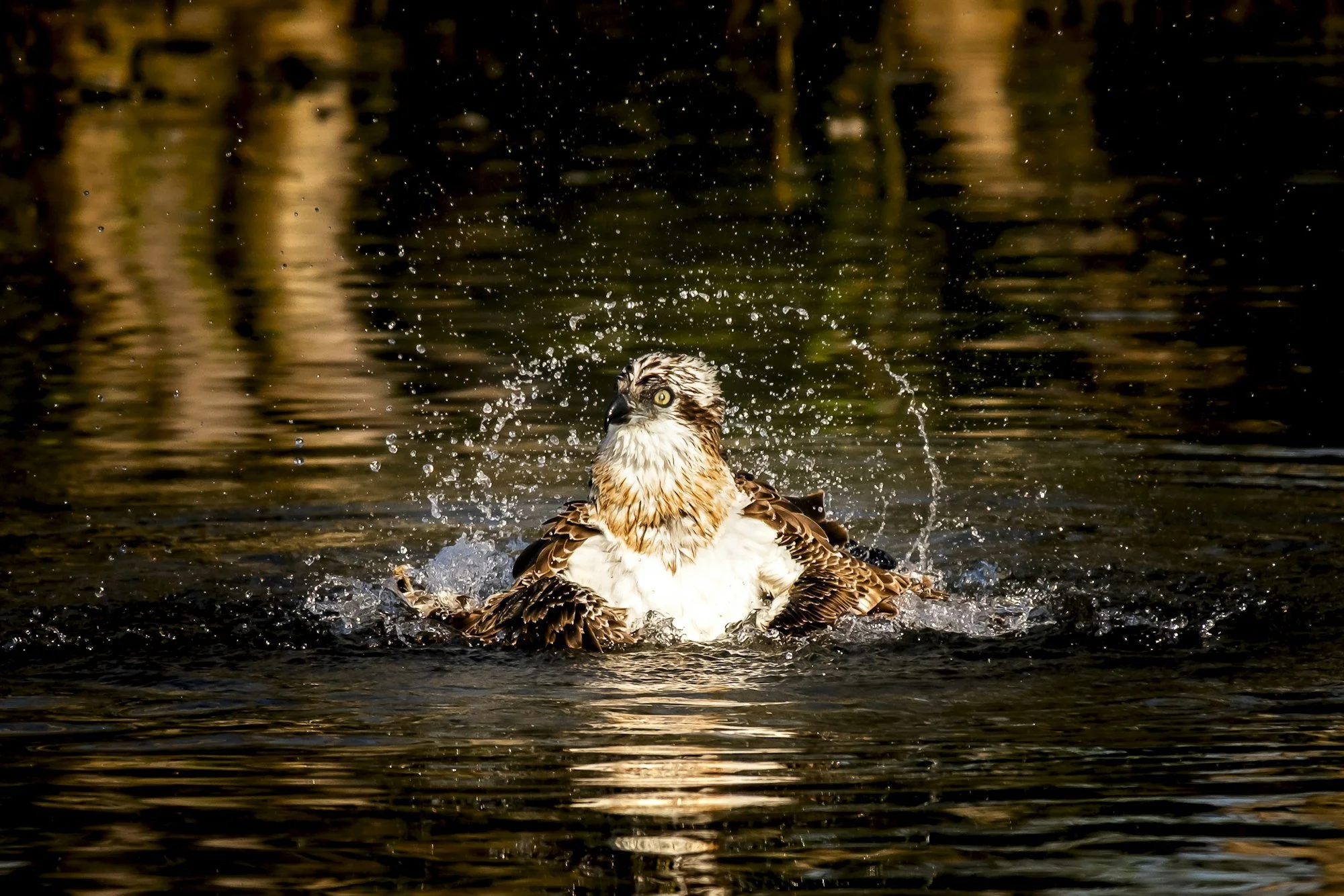 An osprey sits half submerged in dark water, wings spread, throwing up spray.