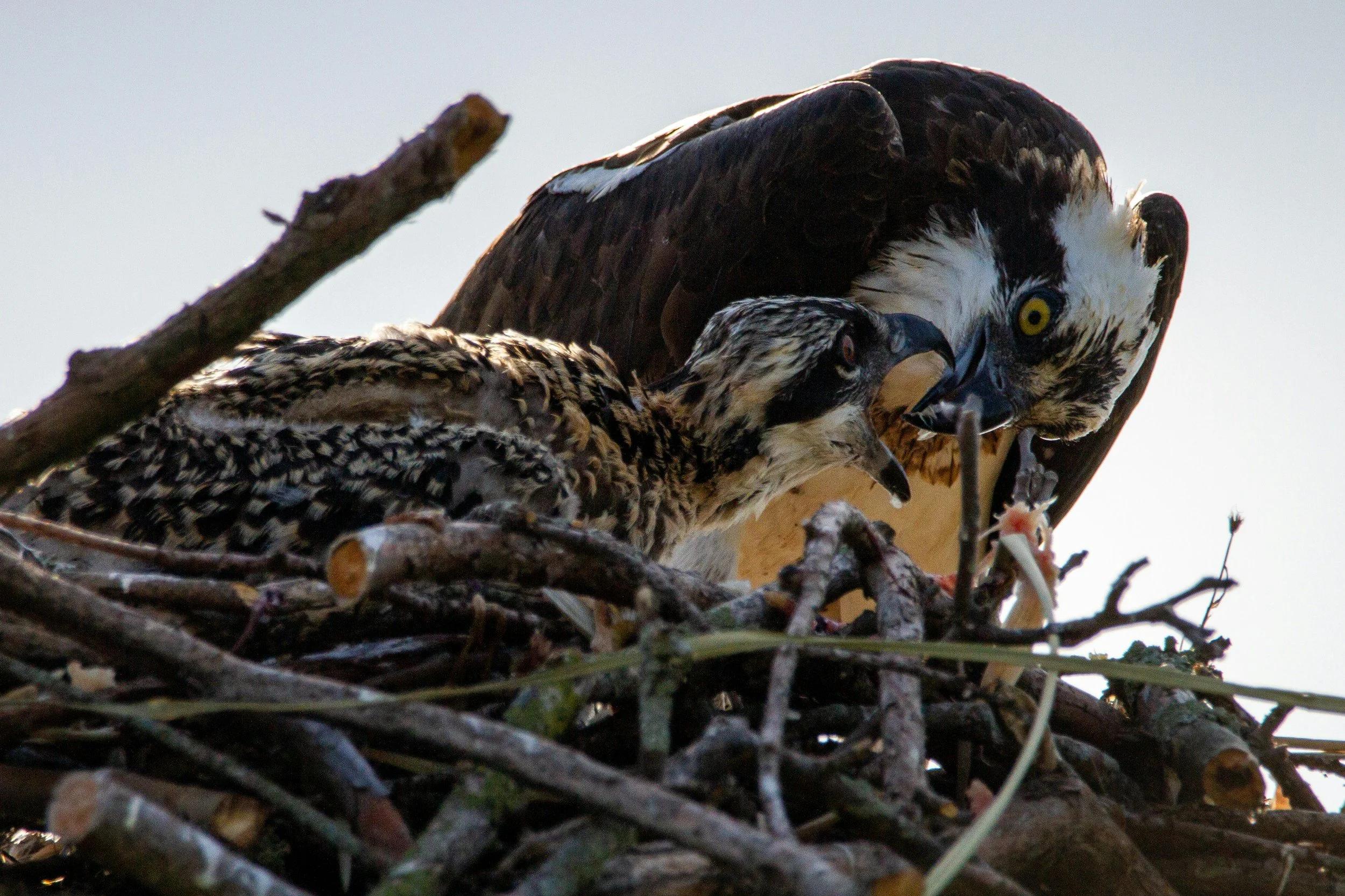 An adult osprey leans over a chick in the nest, feeding it.