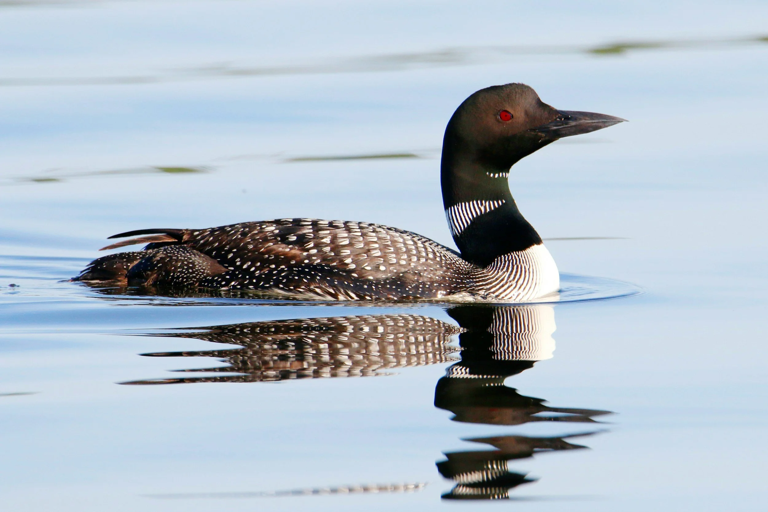 A common loon in breeding plumage swims on calm water.