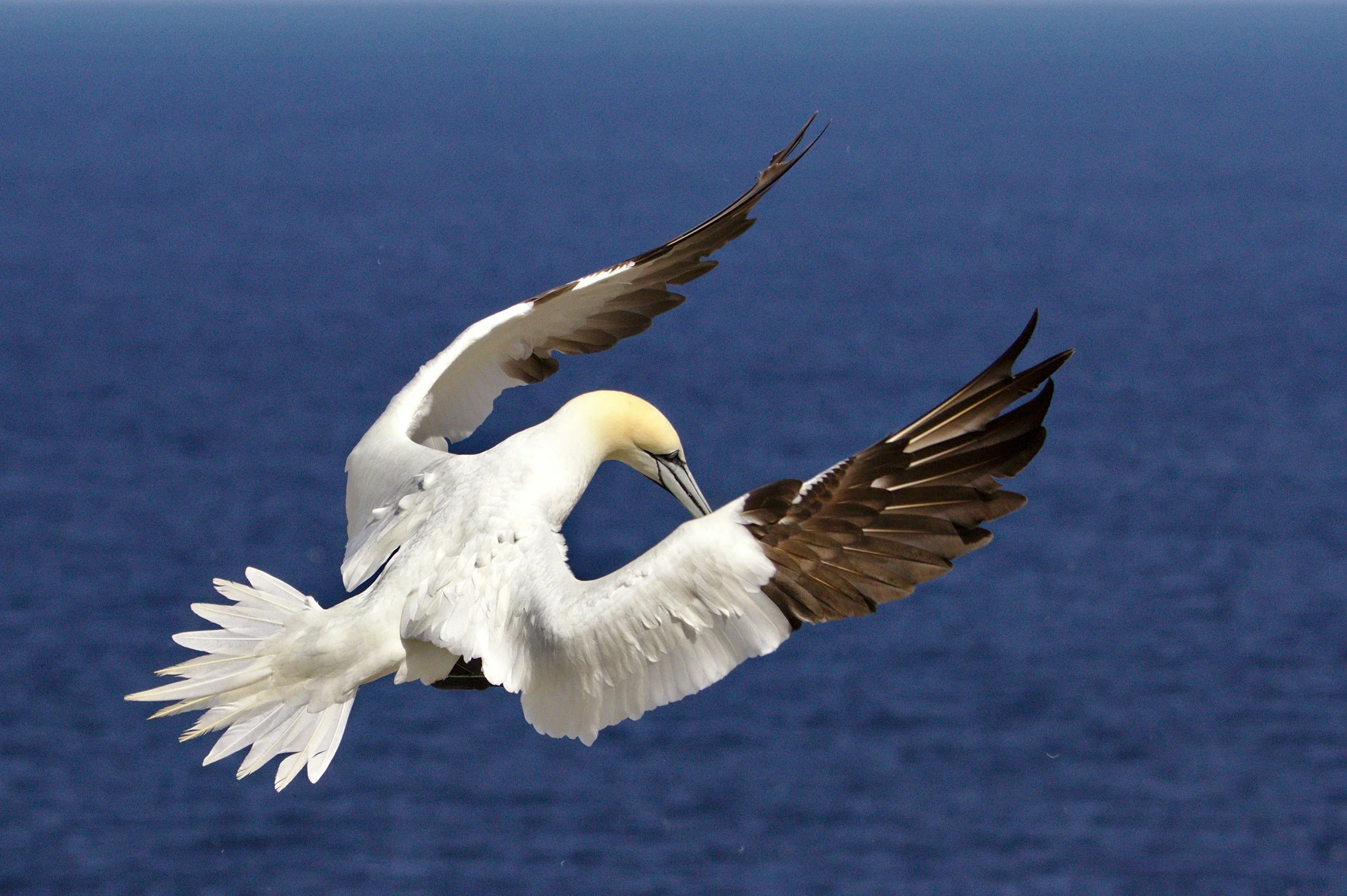 A northern gannet banks low over open sea.