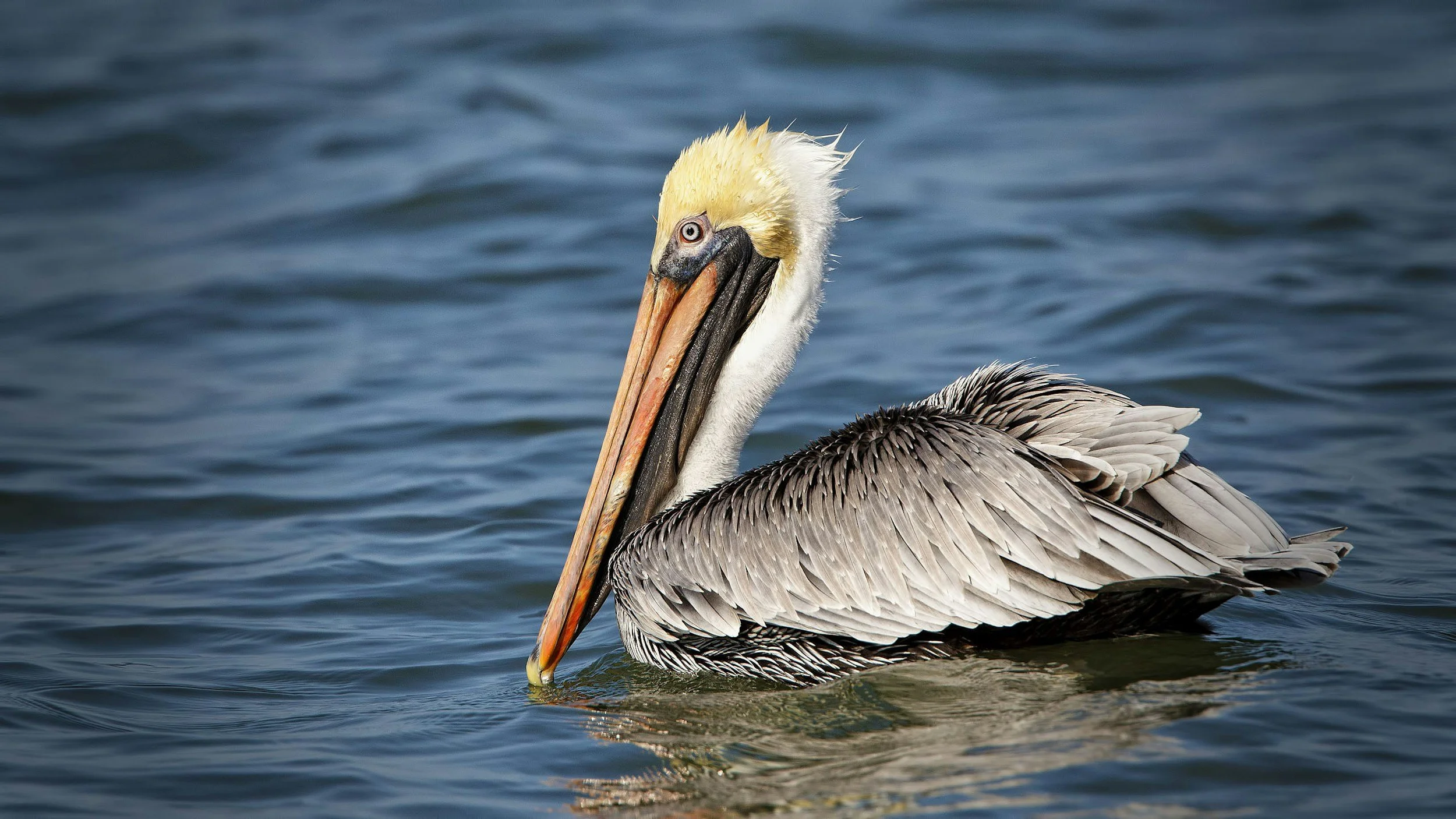 A brown pelican rests on the water, bill tucked against its chest.