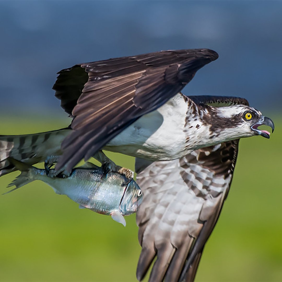 An osprey in flight carrying a fish held head-first in both talons.