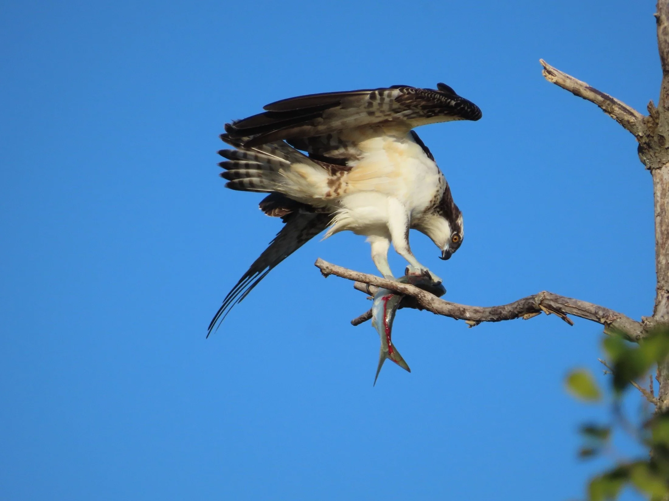 An osprey perched on a bare branch against a clear sky, feeding on a freshly caught fish.