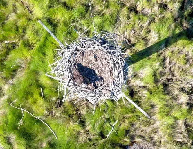 Aerial view looking straight down onto an osprey nest of pale sticks in green marsh grass, with no chicks visible in the bowl.