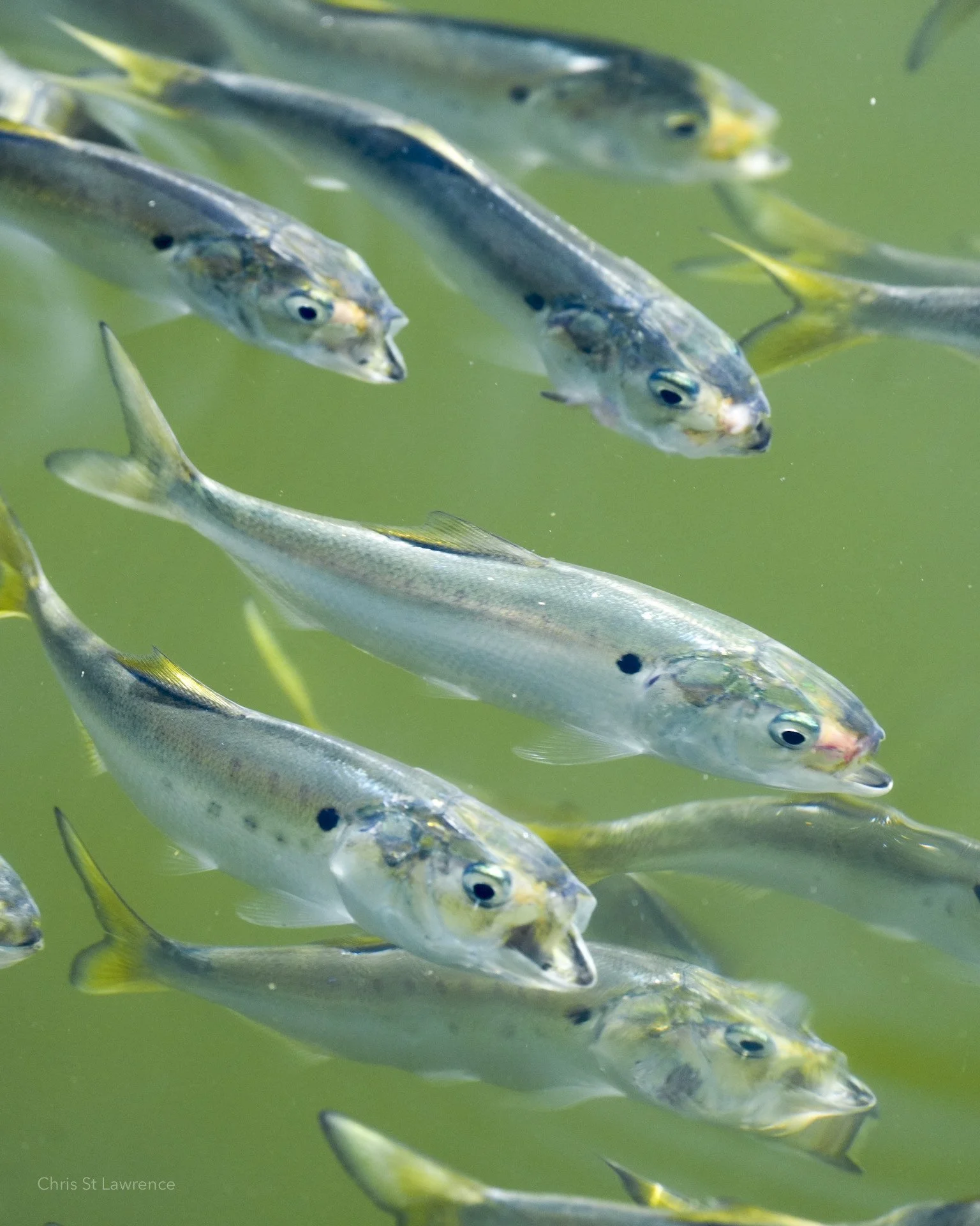 A dense school of menhaden swimming just under the surface in green water.