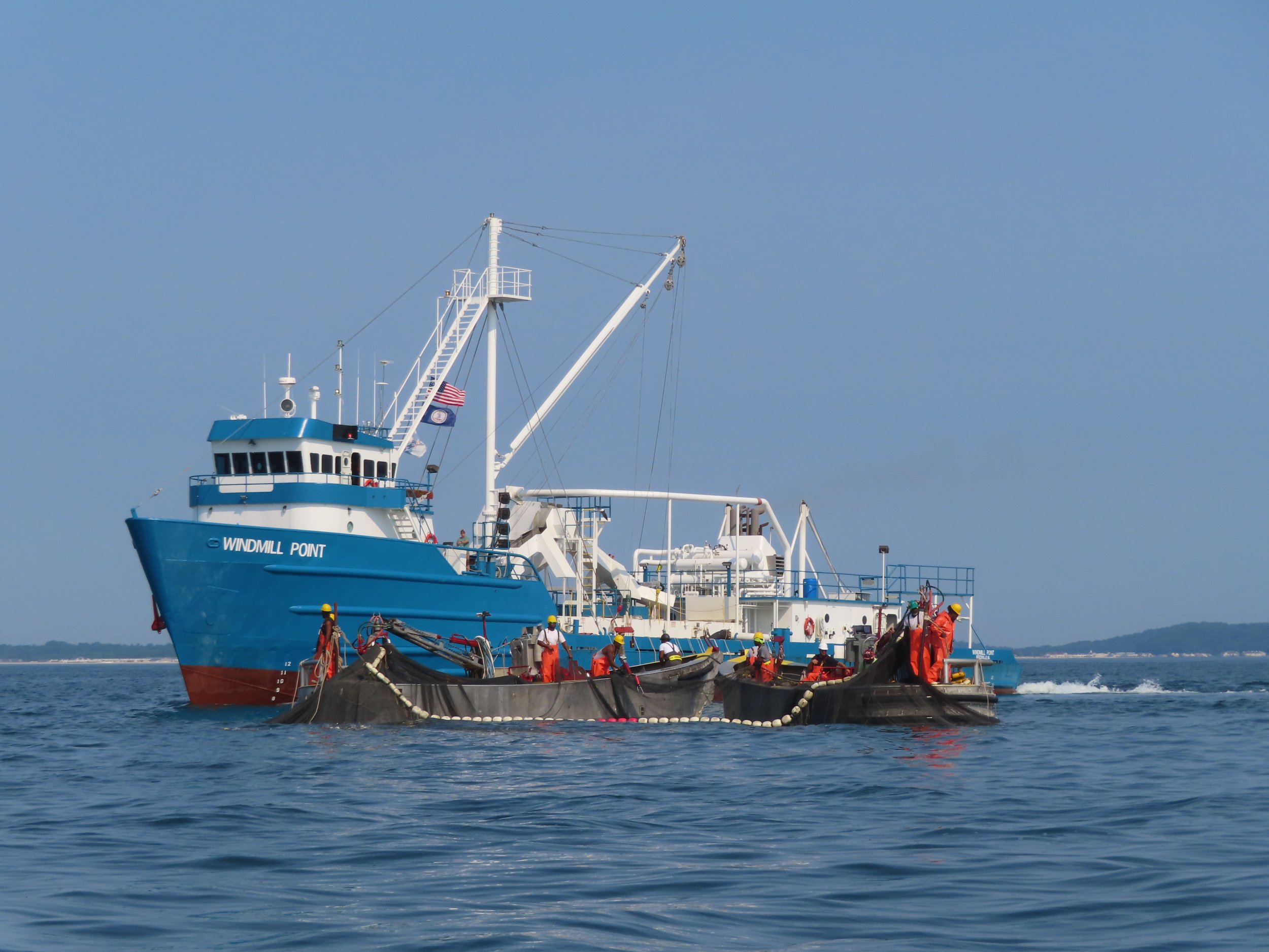 An industrial menhaden reduction vessel working a purse-seine net with its crew, off the New Jersey coast.